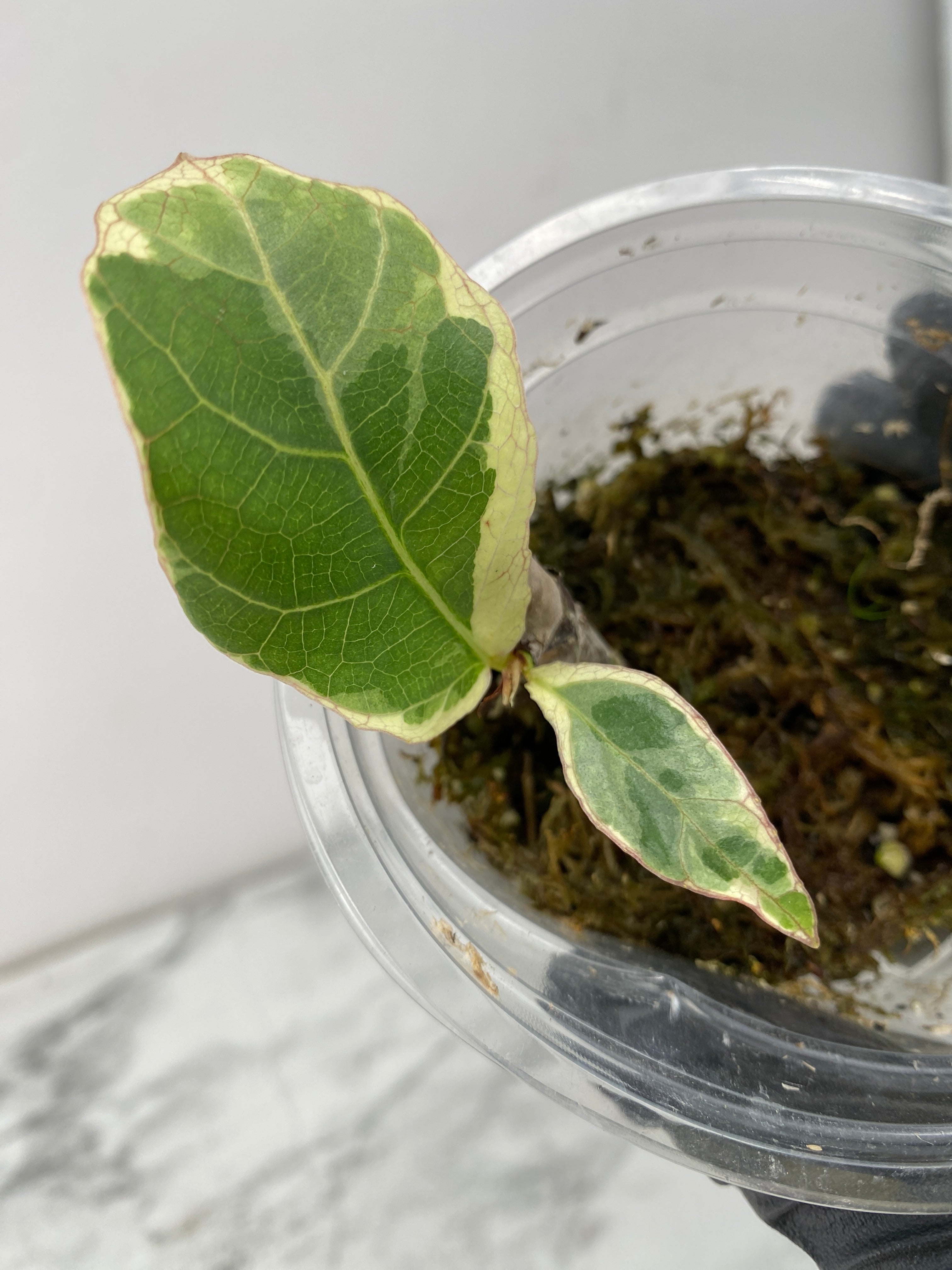 Ficus Lyrata Variegated 2 leaves