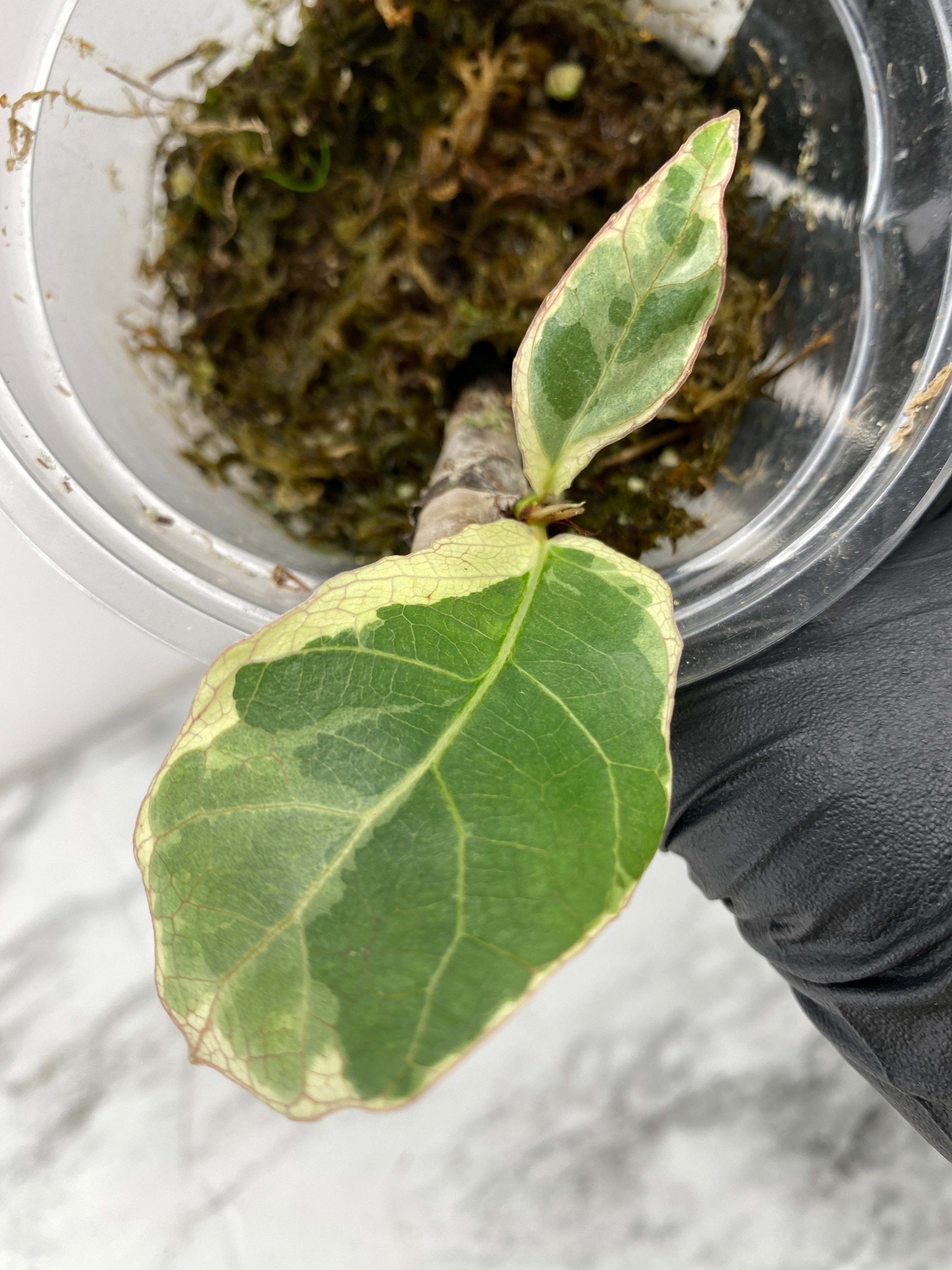 Ficus Lyrata Variegated 2 leaves