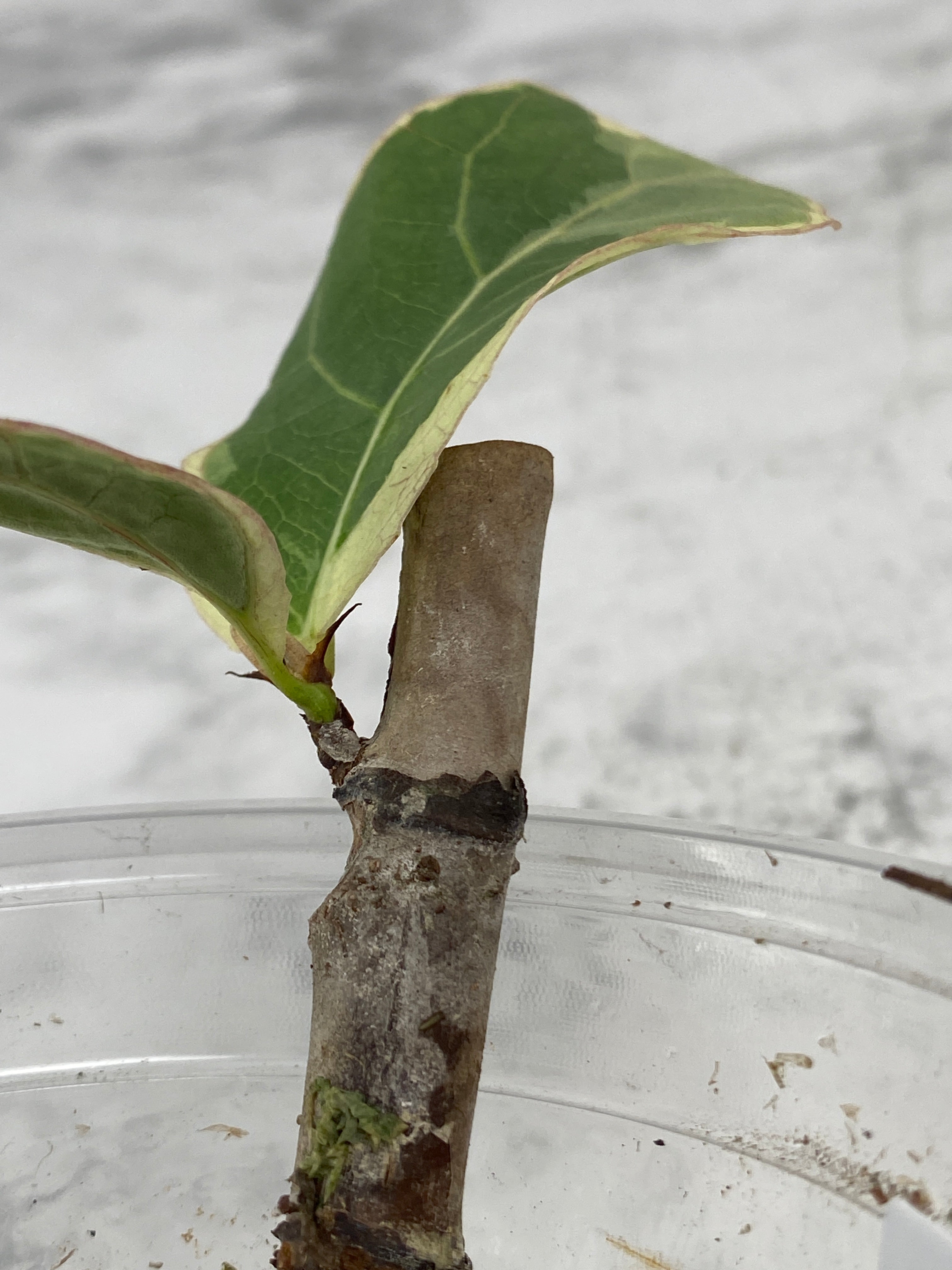 Ficus Lyrata Variegated 2 leaves