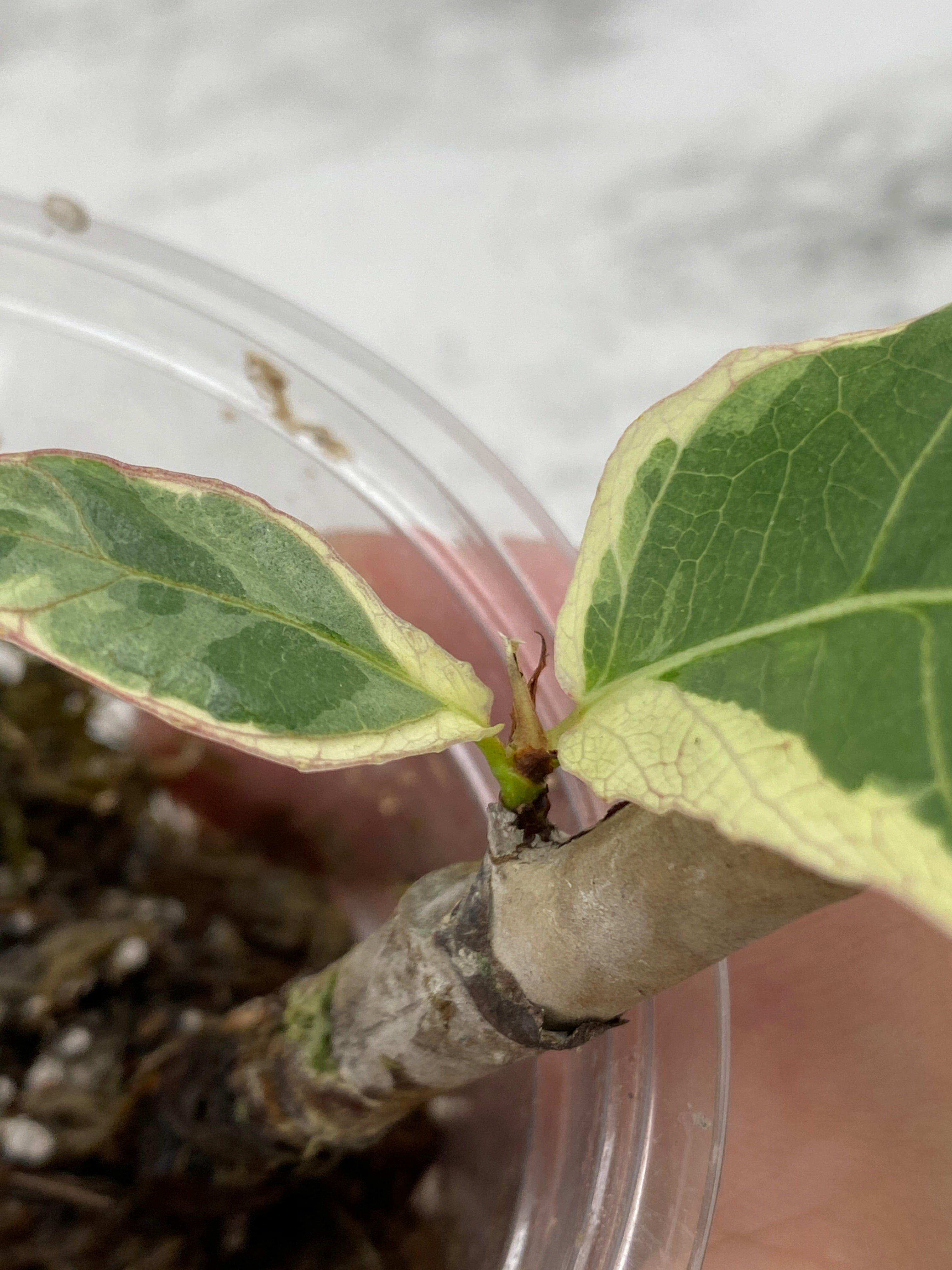Ficus Lyrata Variegated 2 leaves