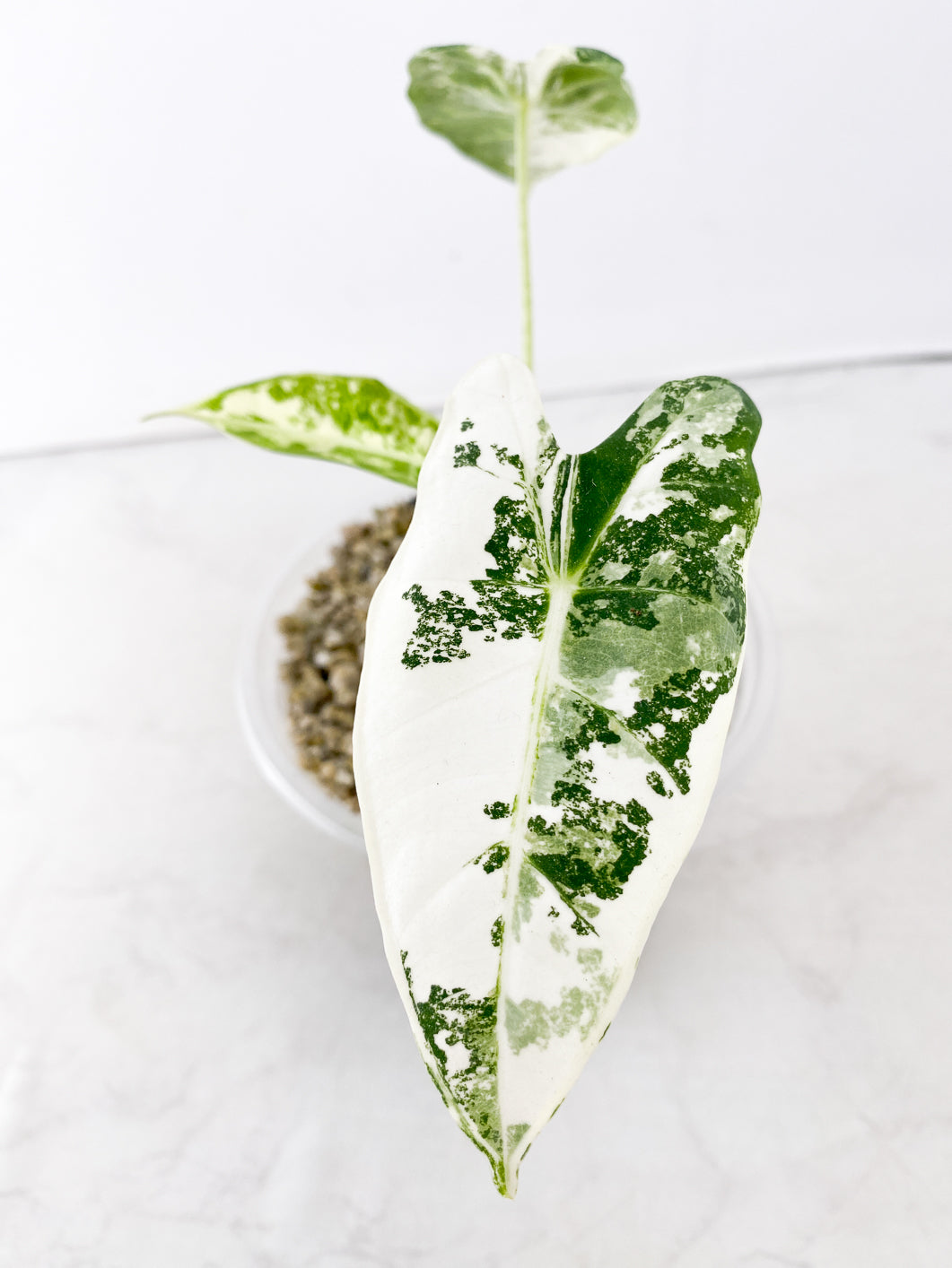 Alocasia Frydek variegated 3 leaf