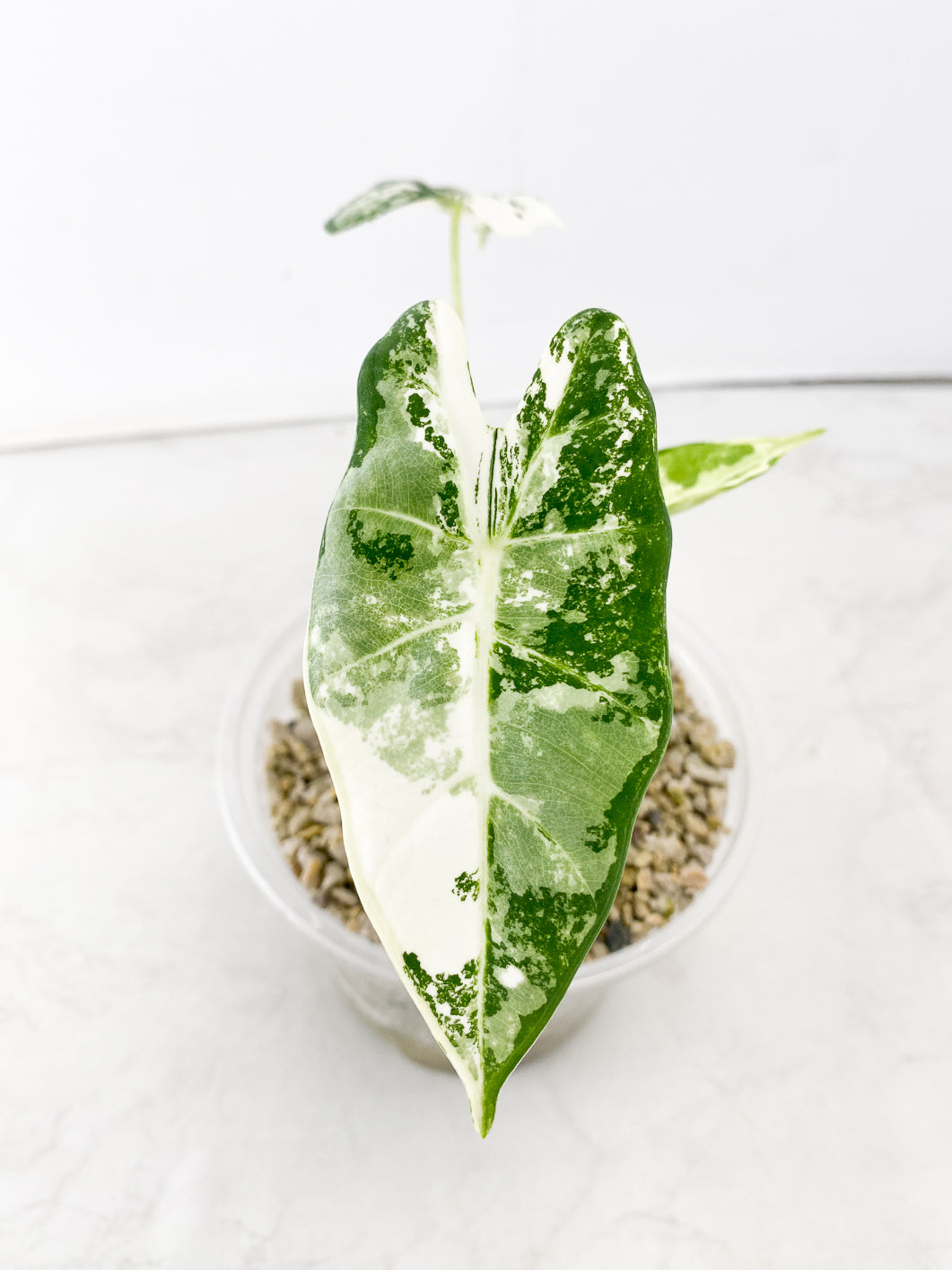 Alocasia Frydek variegated 3 leaf