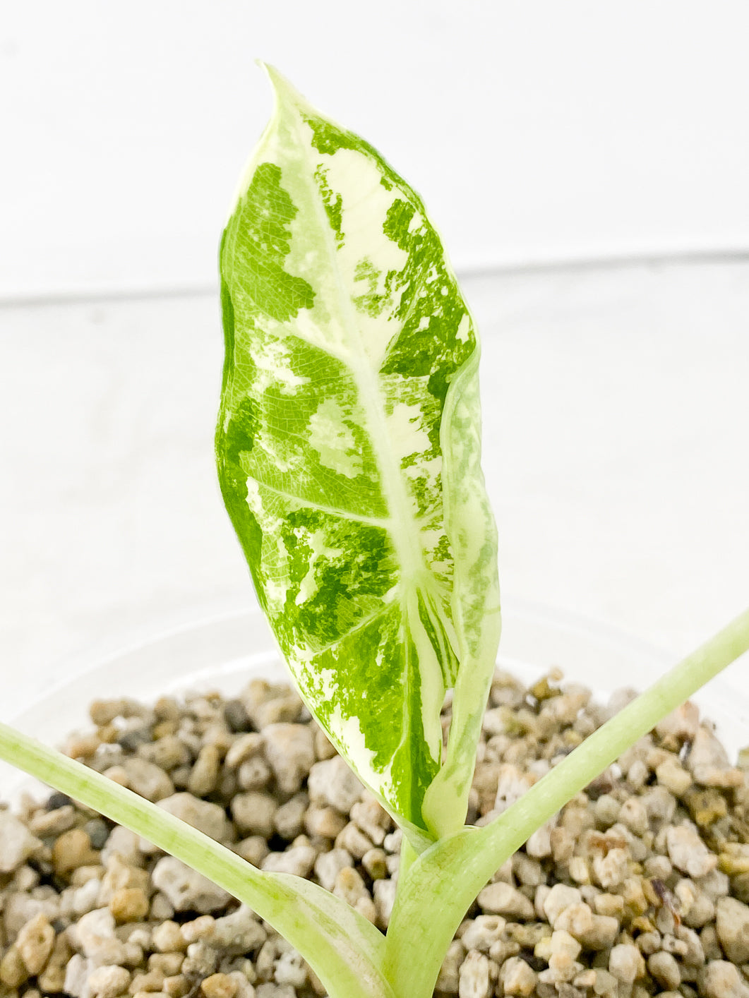 Alocasia Frydek variegated 3 leaf