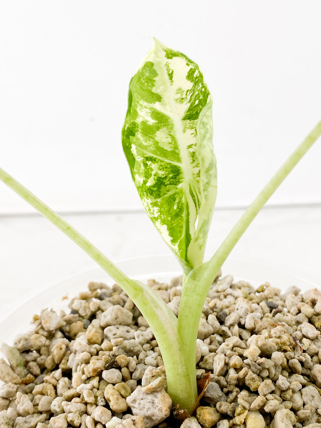 Alocasia Frydek variegated 3 leaf