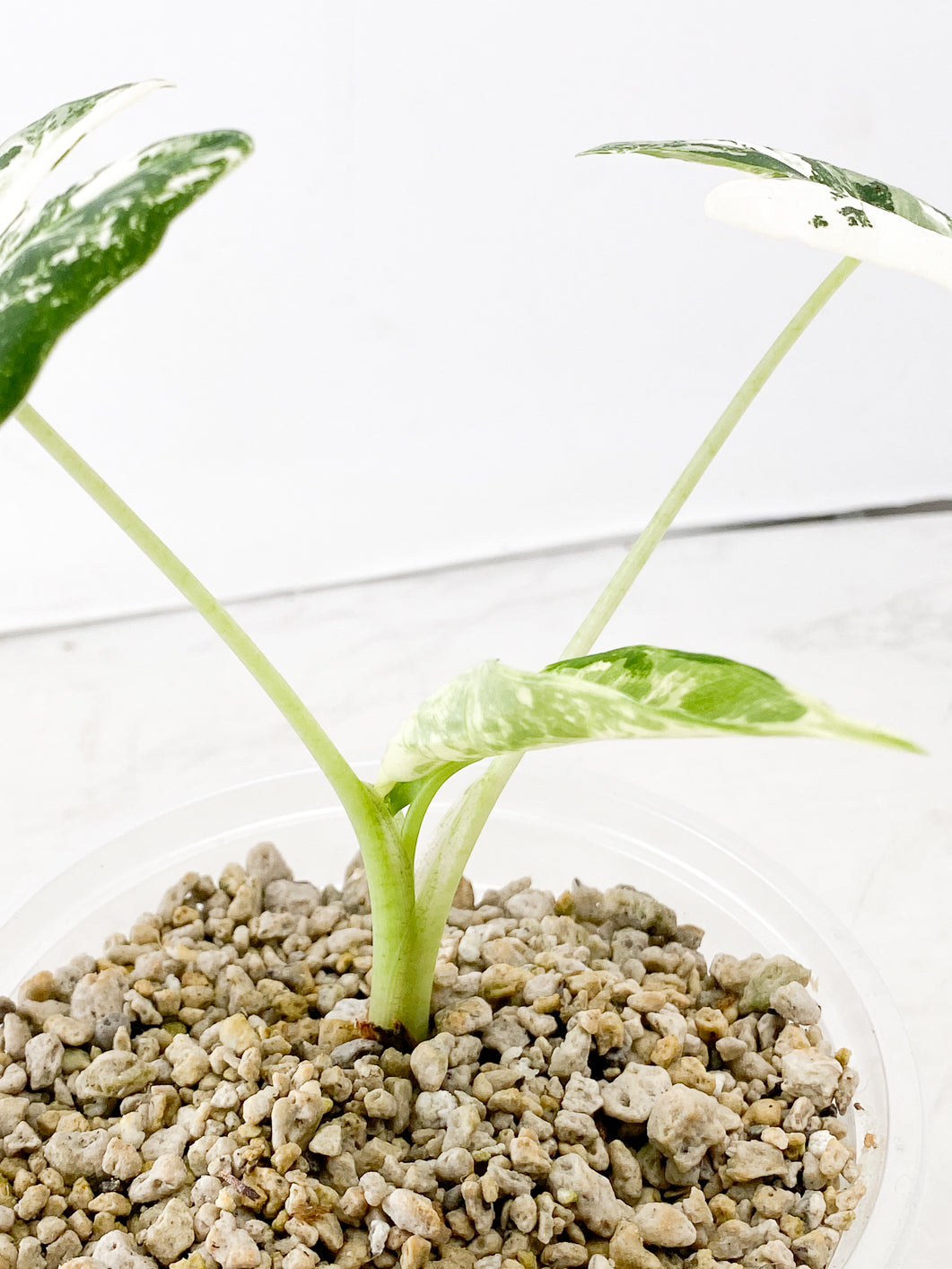 Alocasia Frydek variegated 3 leaf