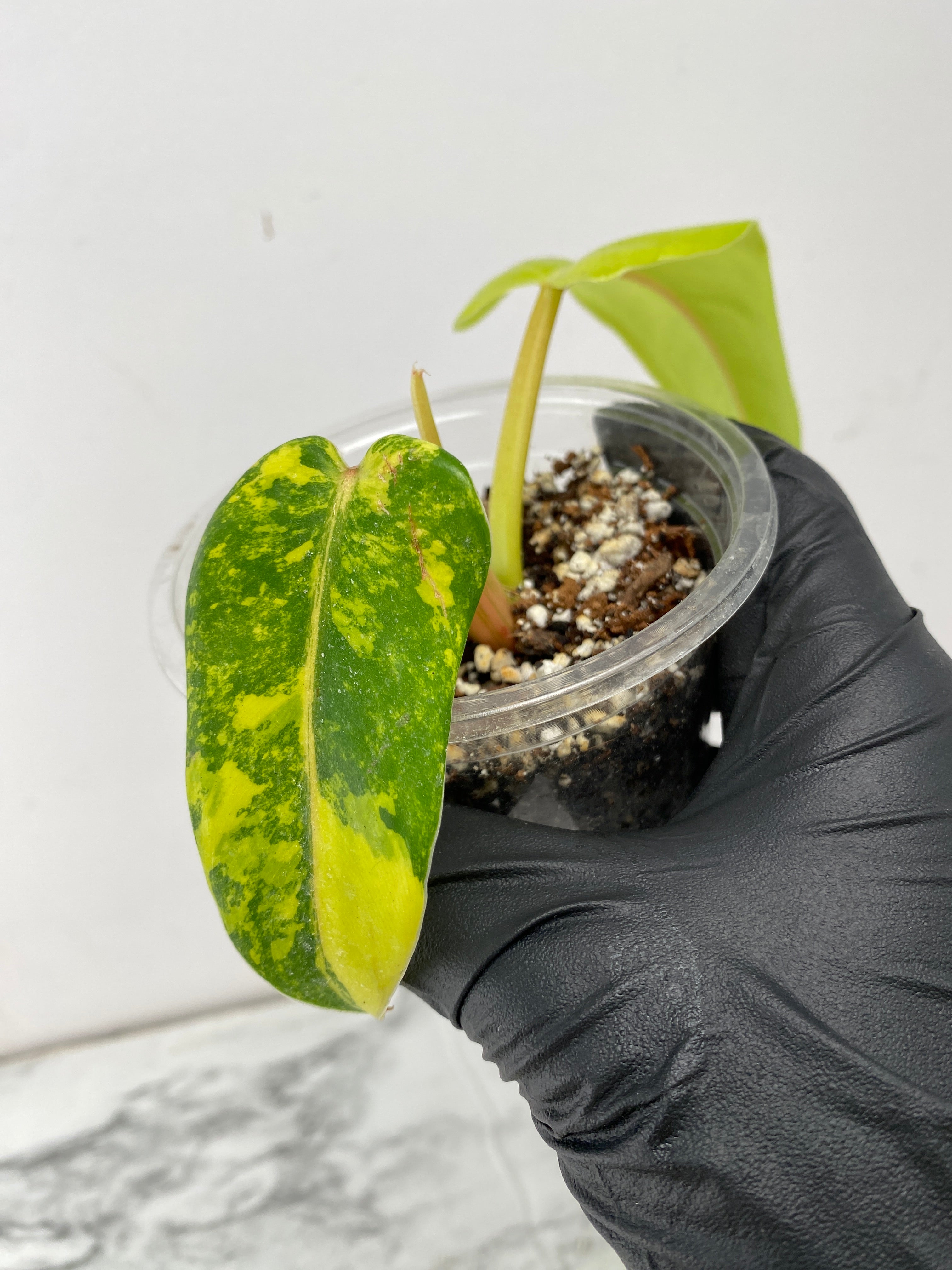 Combo Deal! Philodendron Domesticum Variegated and Philodendron White Princess Tricolor node