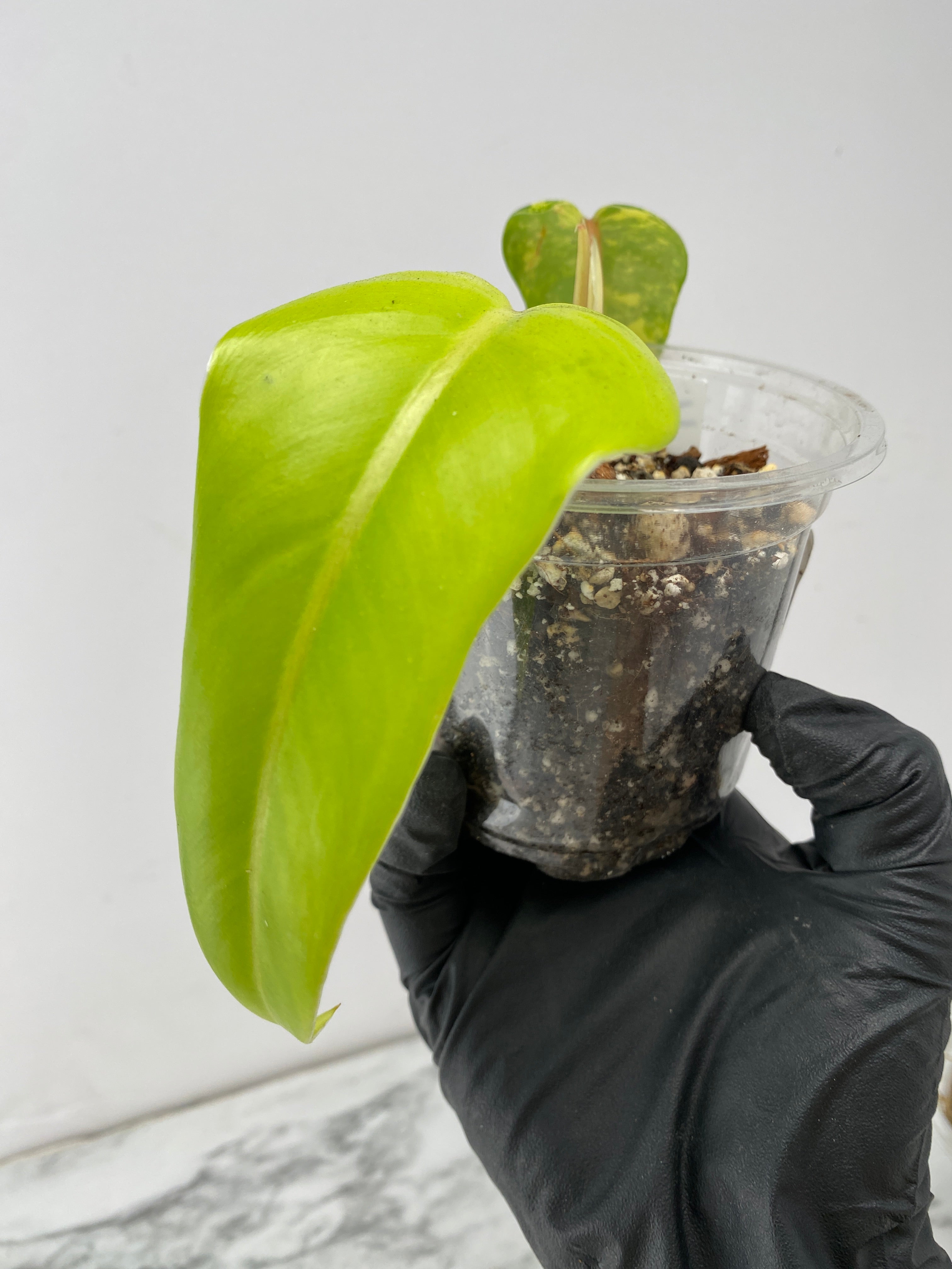Combo Deal! Philodendron Domesticum Variegated and Philodendron White Princess Tricolor node