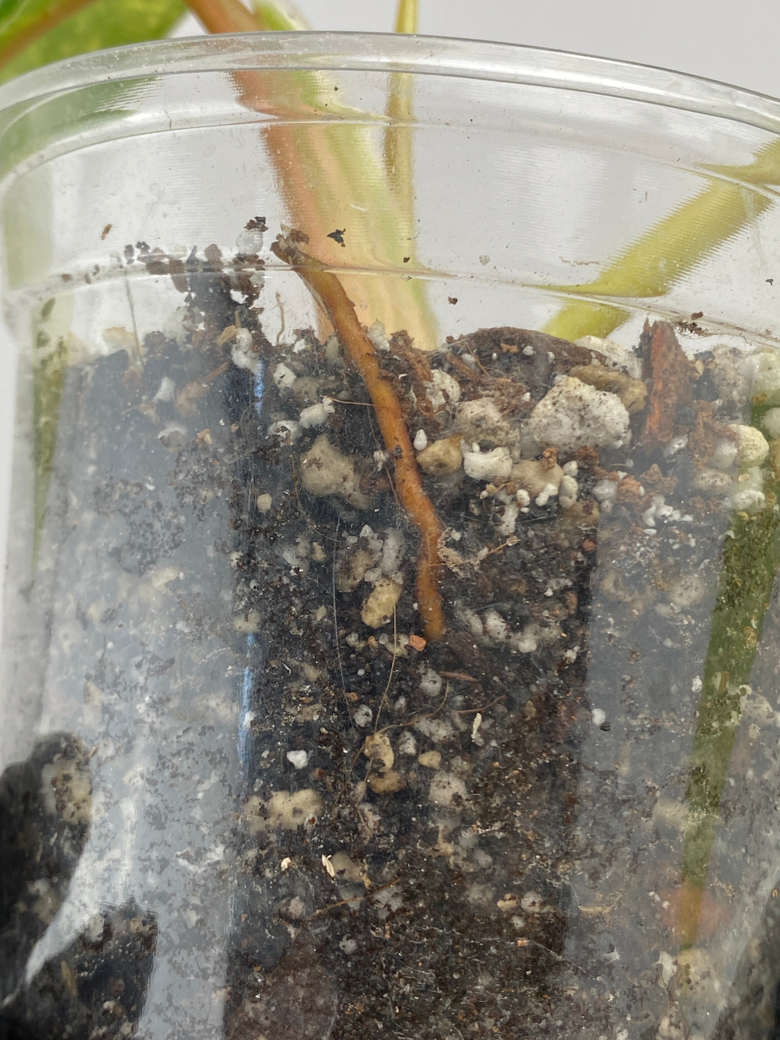 Combo Deal! Philodendron Domesticum Variegated and Philodendron White Princess Tricolor node