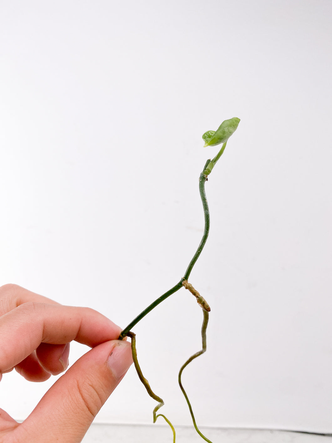 Scindapsus Snake Scale 1 leaf multiple nodes