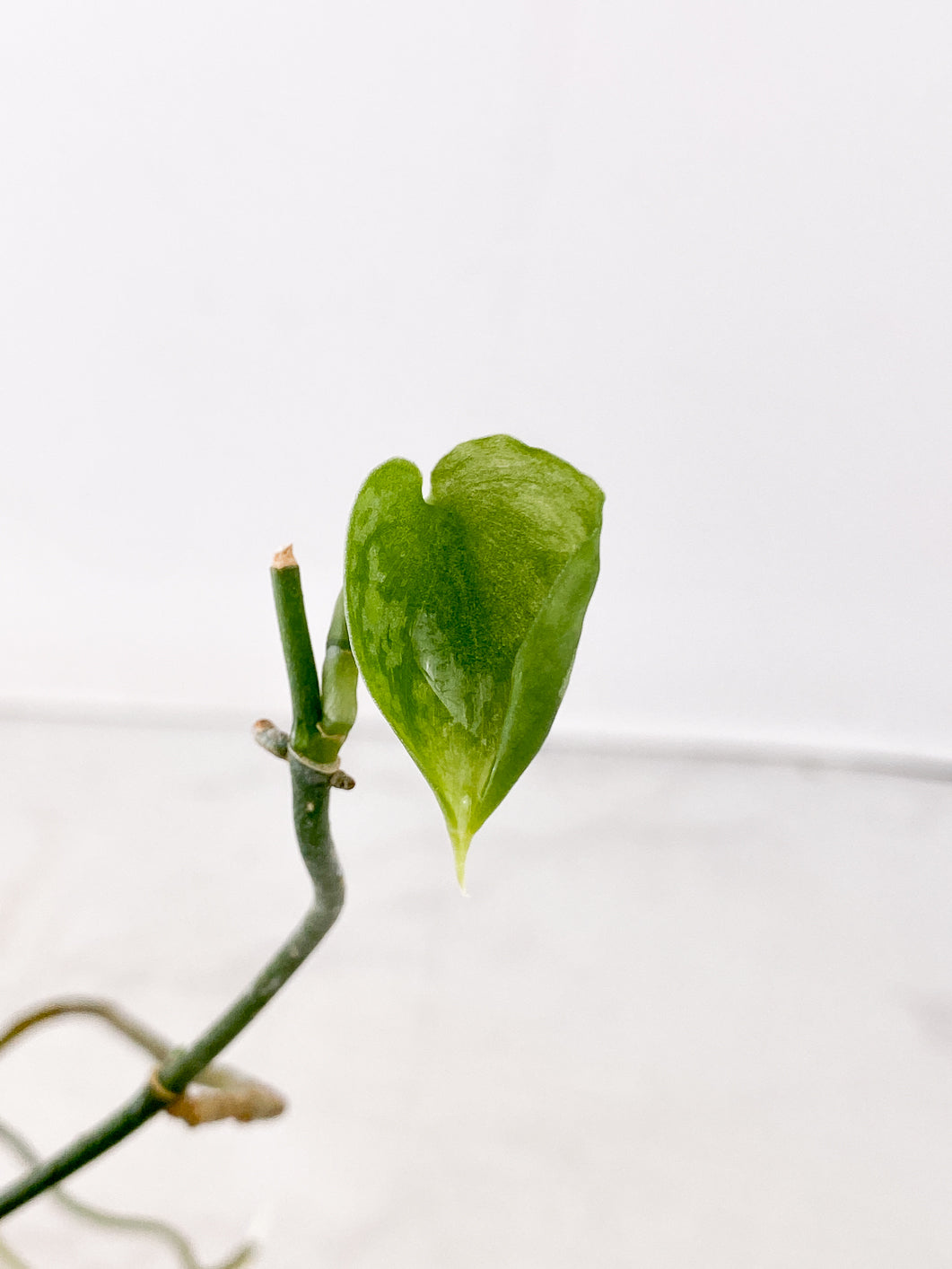 Scindapsus Snake Scale 1 leaf multiple nodes