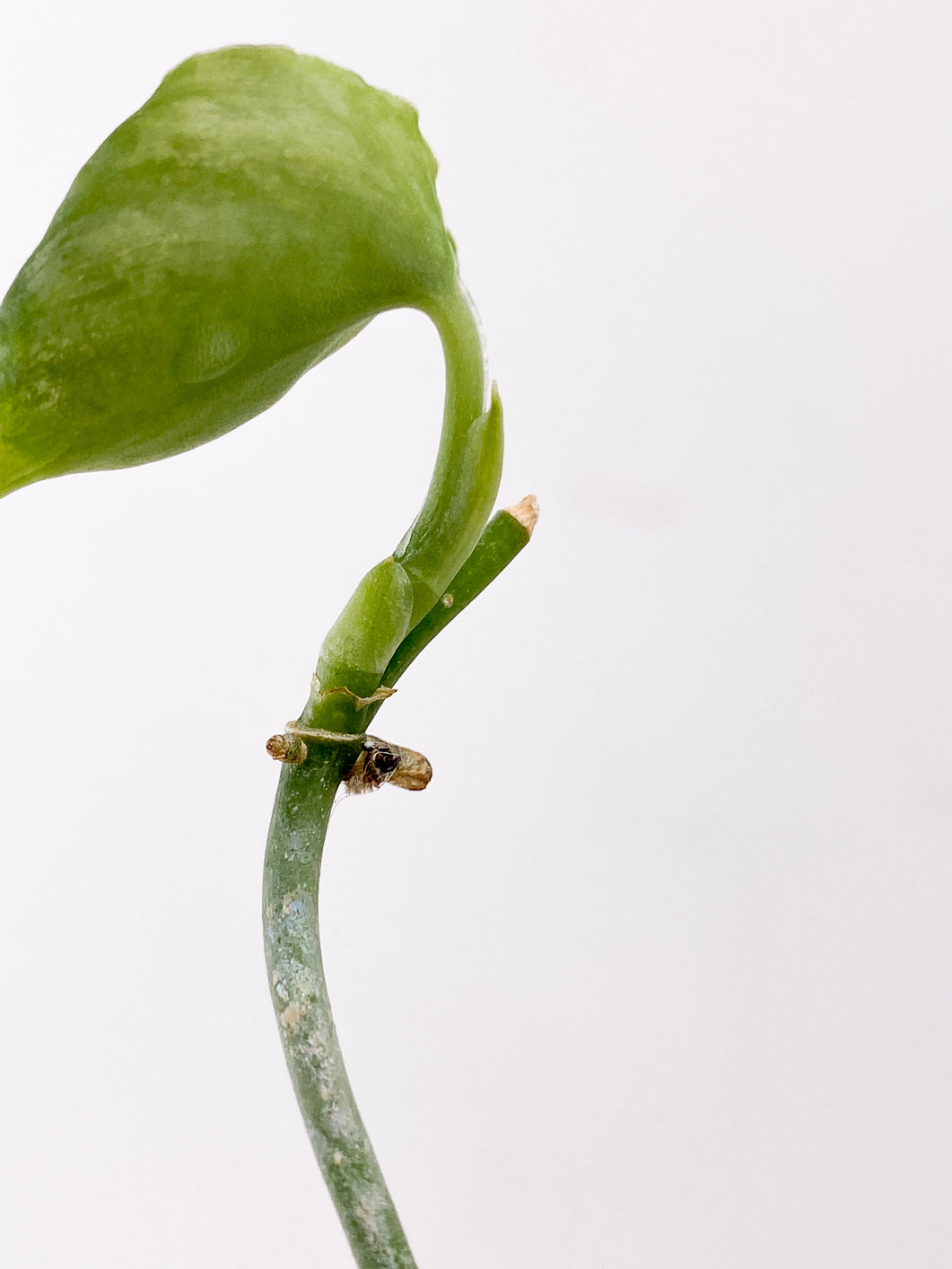 Scindapsus Snake Scale 1 leaf multiple nodes