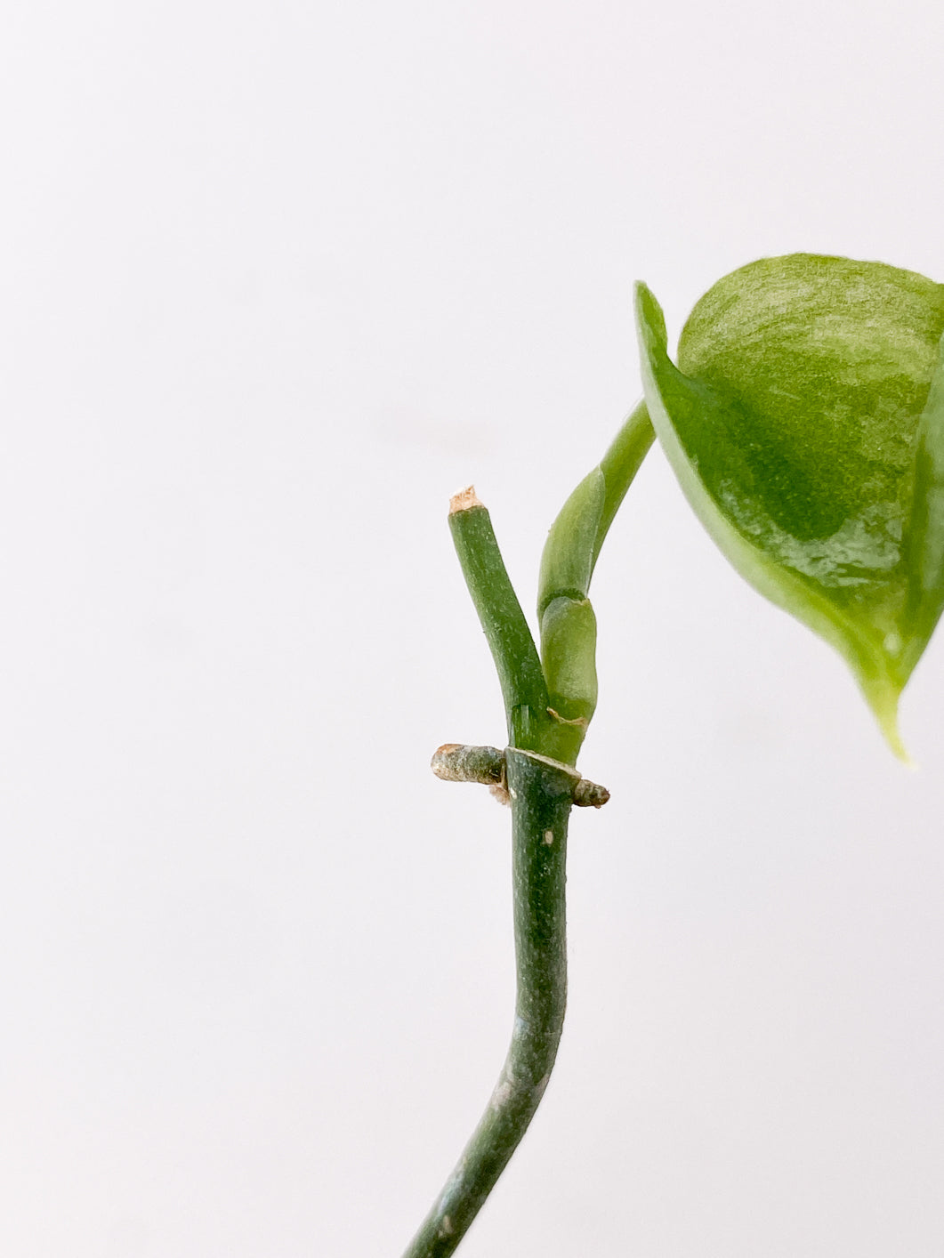Scindapsus Snake Scale 1 leaf multiple nodes
