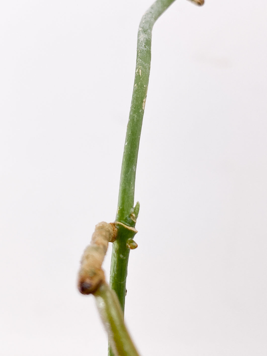 Scindapsus Snake Scale 1 leaf multiple nodes