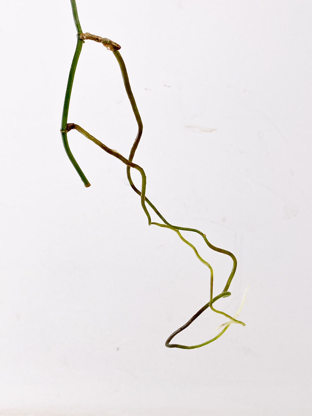 Scindapsus Snake Scale 1 leaf multiple nodes
