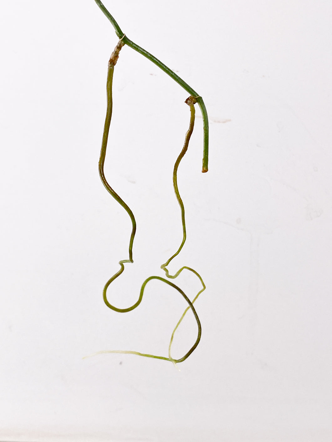 Scindapsus Snake Scale 1 leaf multiple nodes