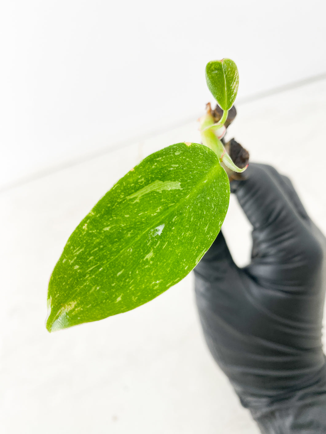 FOR SUSAN: $5 deal: Philodendron White Princess 2 leaf