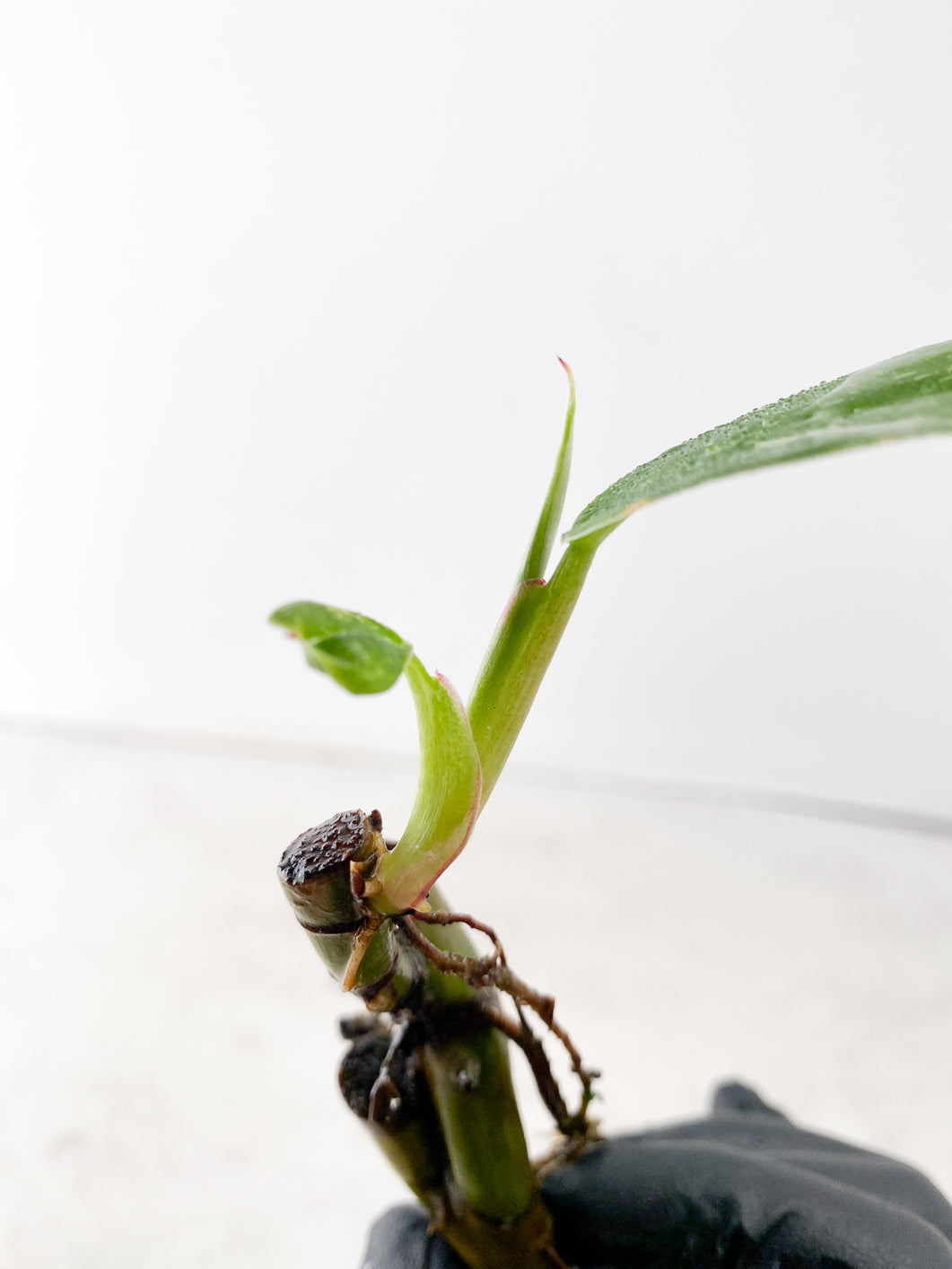 FOR SUSAN: $5 deal: Philodendron White Princess 2 leaf