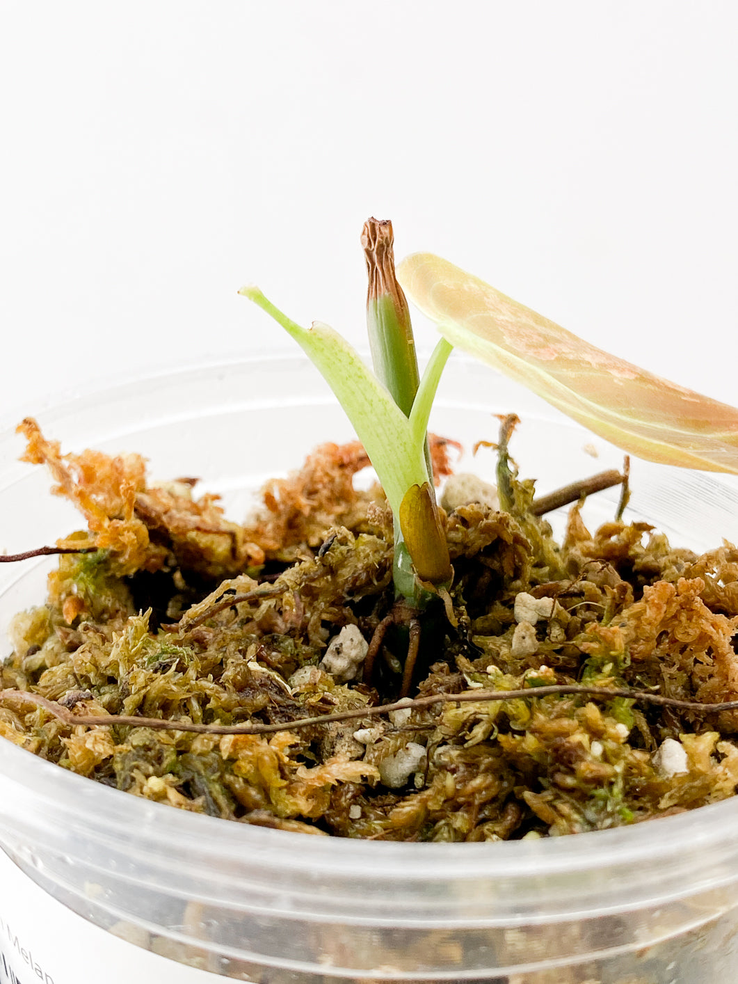 Philodenderon Melanochrysum Variegated 1 Leaf