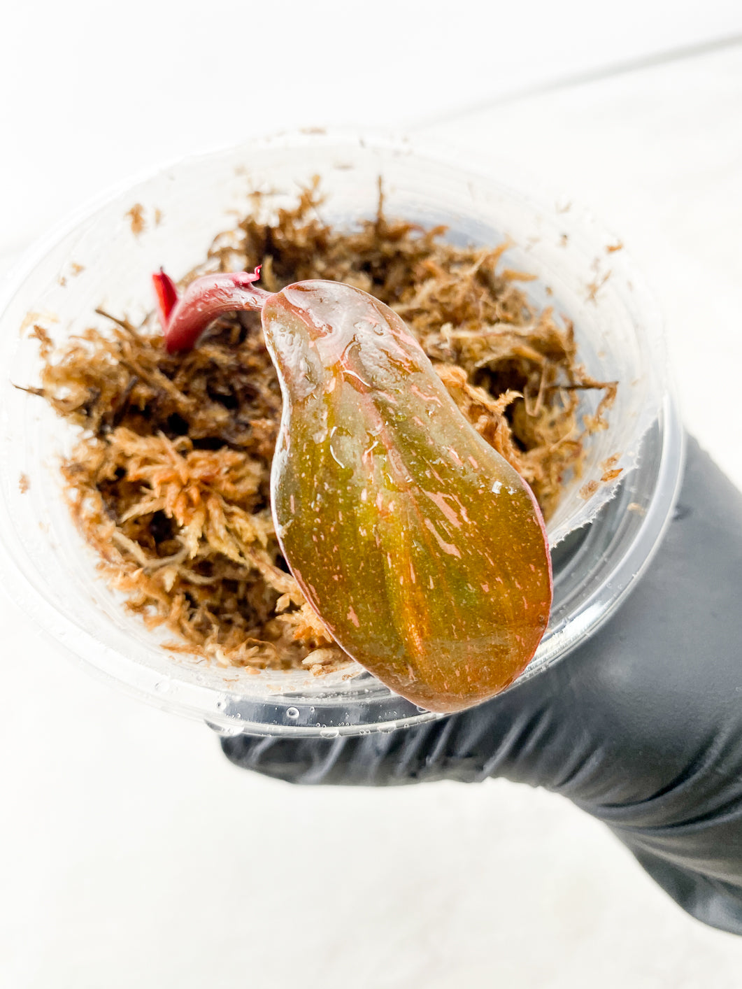 ADD ON ONLY: Philodenderon Red Anderson 1 small leaf