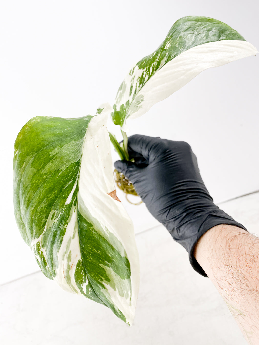 Monstera Lechleriana Variegated 2 leaf with sprout