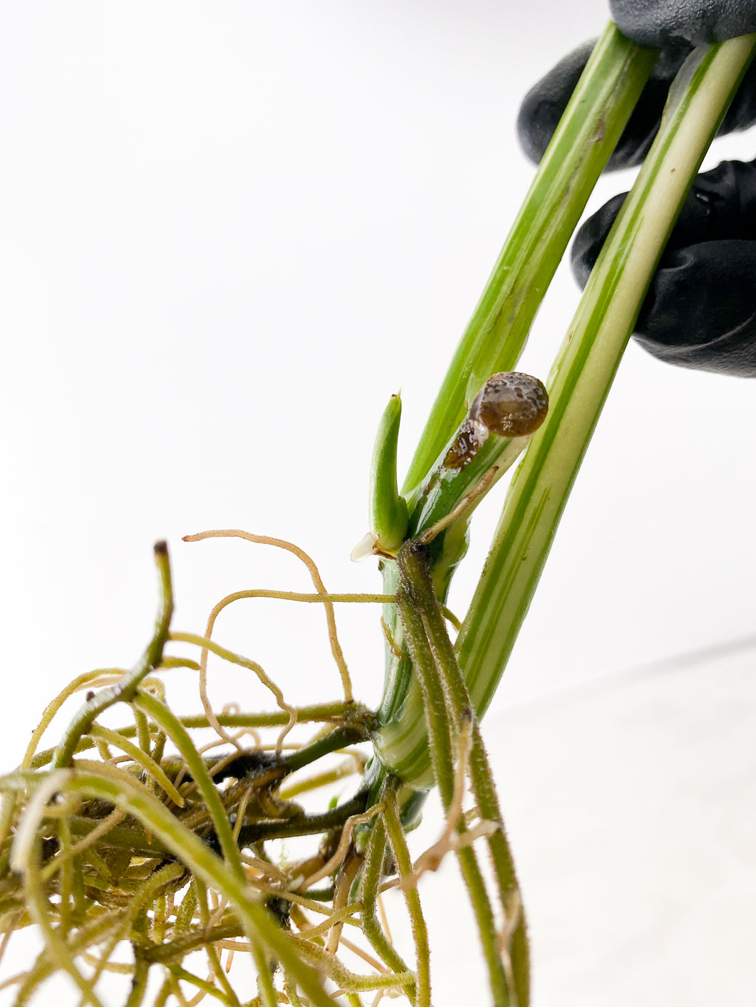 Monstera Lechleriana Variegated 2 leaf with sprout