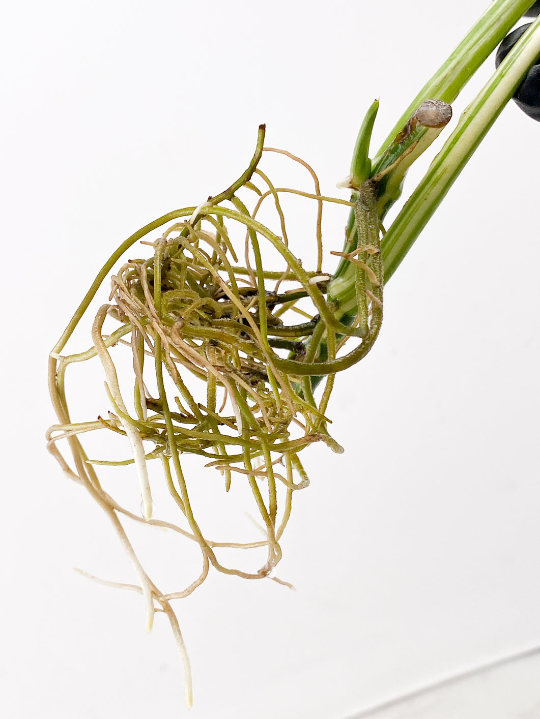 Monstera Lechleriana Variegated 2 leaf with sprout