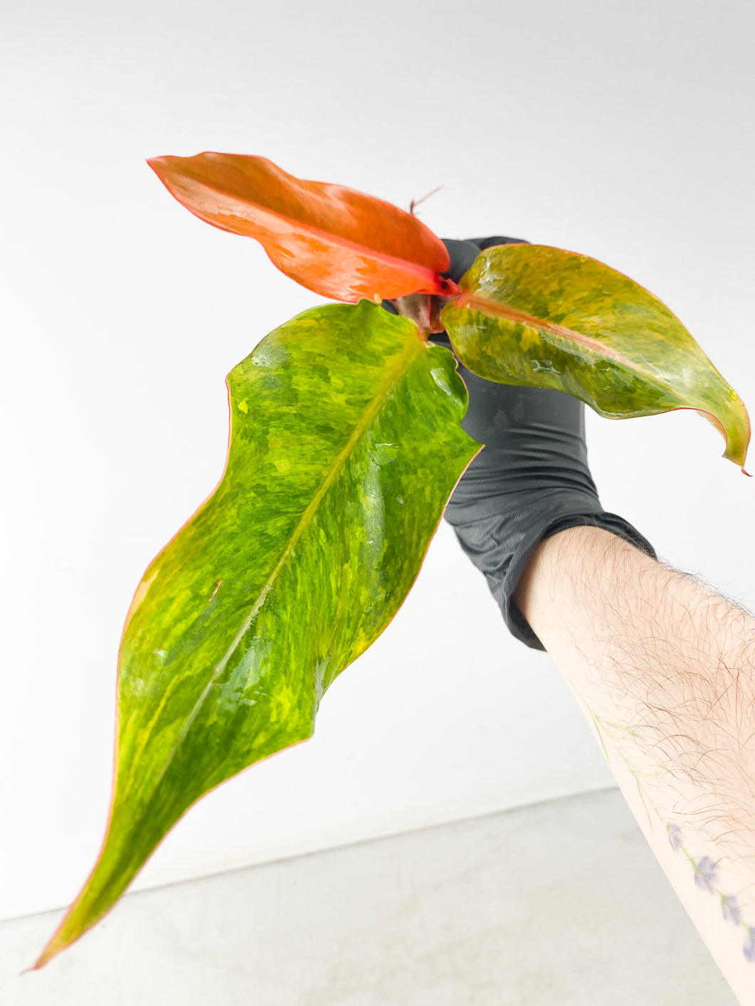 Philodendron Orange Marmalade 3 leaf top cutting