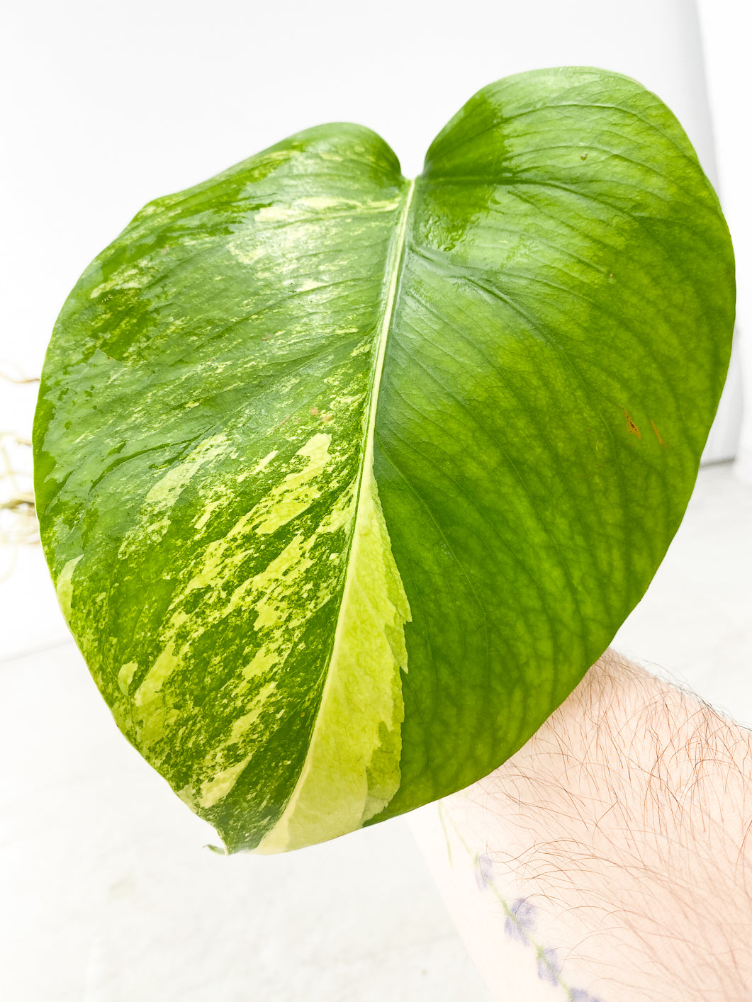 Monstera Aurea Tricolor 1 leaf