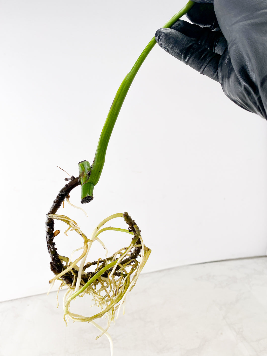 Monstera Aurea Tricolor 1 leaf