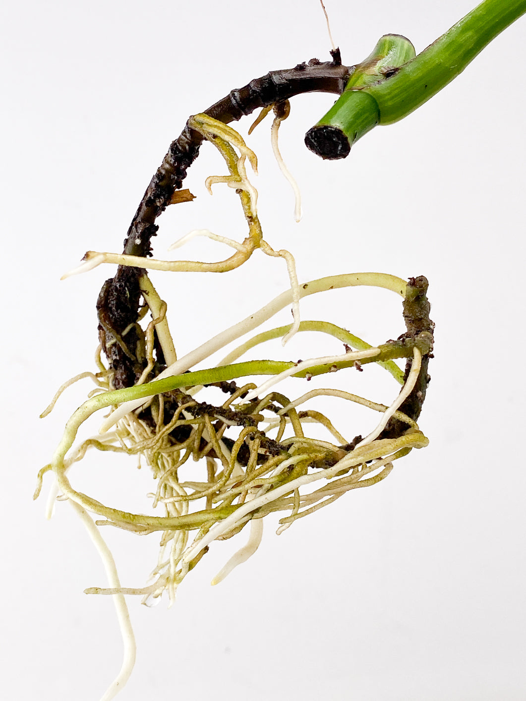 Monstera Aurea Tricolor 1 leaf