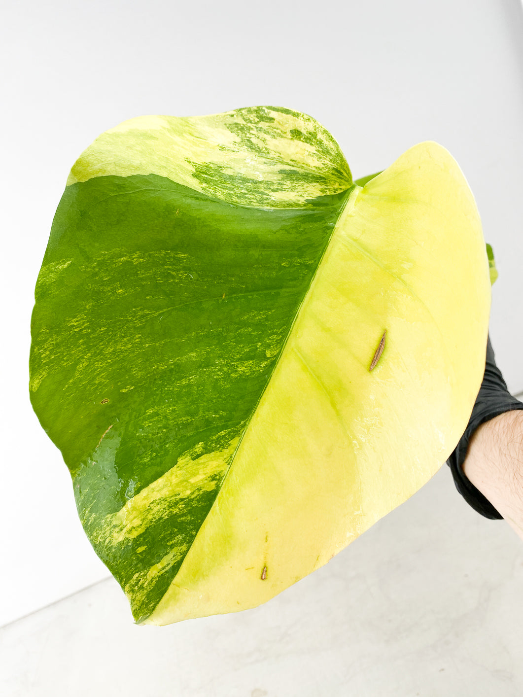 Monstera Aurea Tricolor 2 leaf top cutting