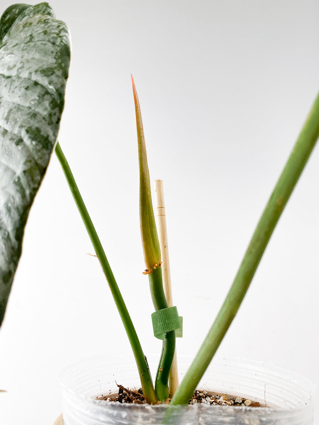 Philodendron Brandtianum Wild Form top cutting