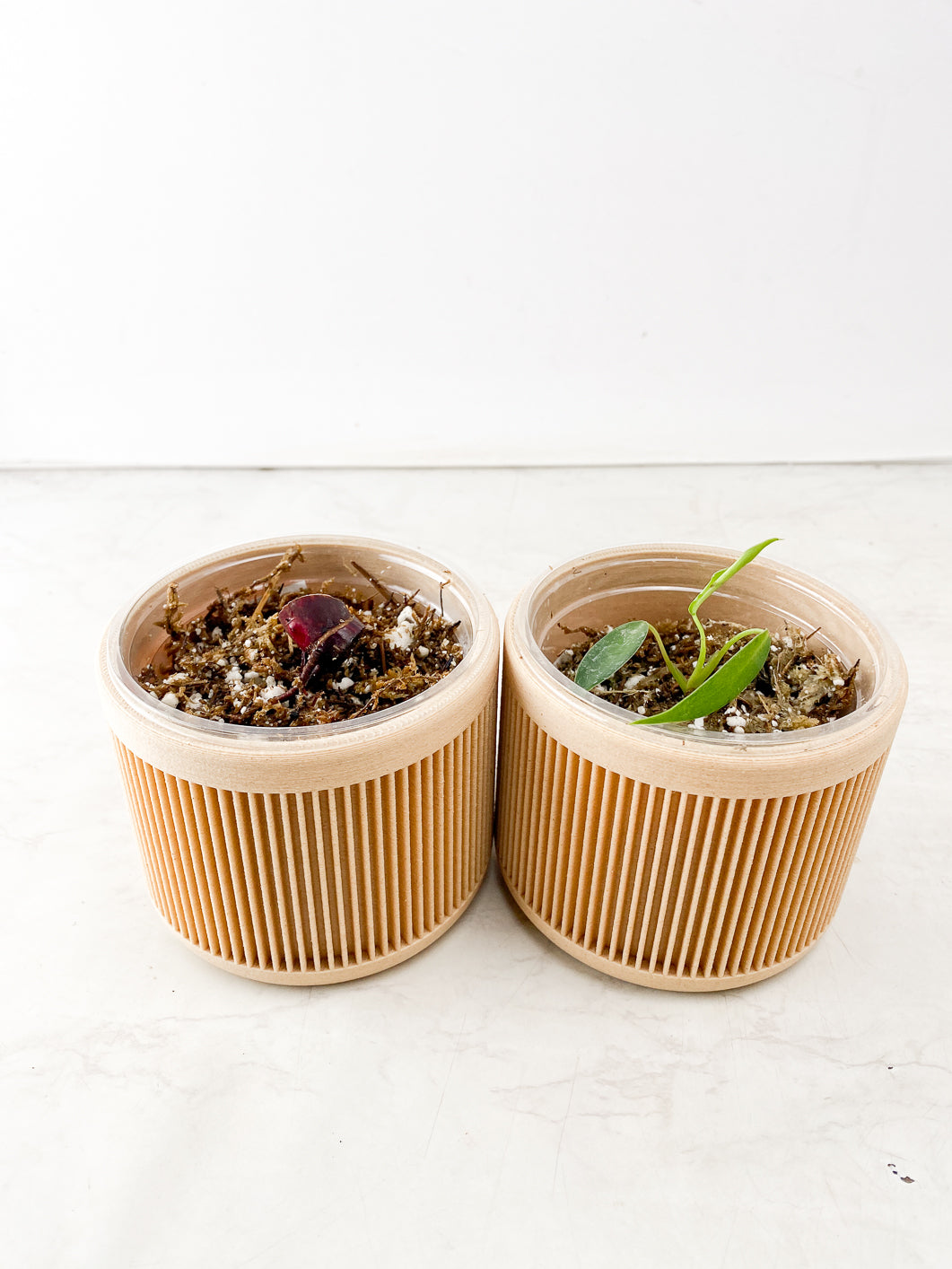 COMBO DEAL: Philodendron Pink Princess Marble King and Philodendron Joepii nodes