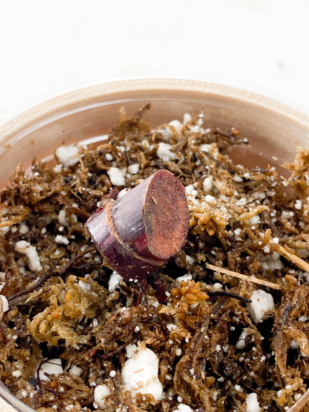 COMBO DEAL: Philodendron Pink Princess Marble King and Philodendron Joepii nodes