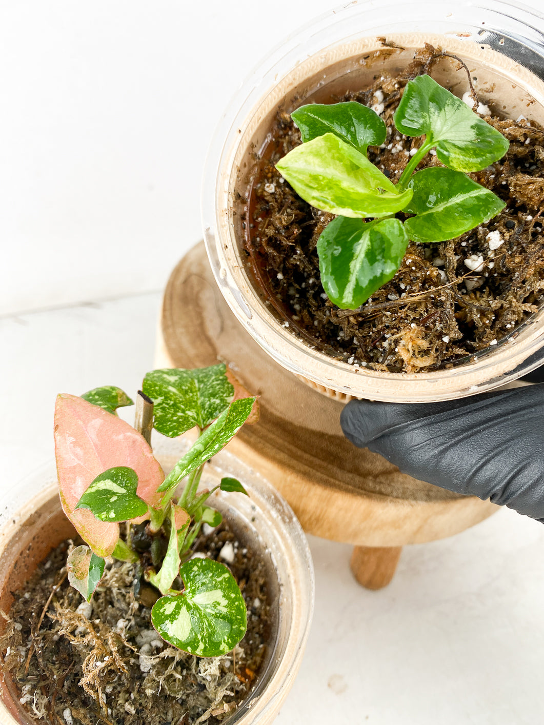 COMBO DEAL: Syngonium Scrambled Eggs and Syngonium Red Spot Tricolor