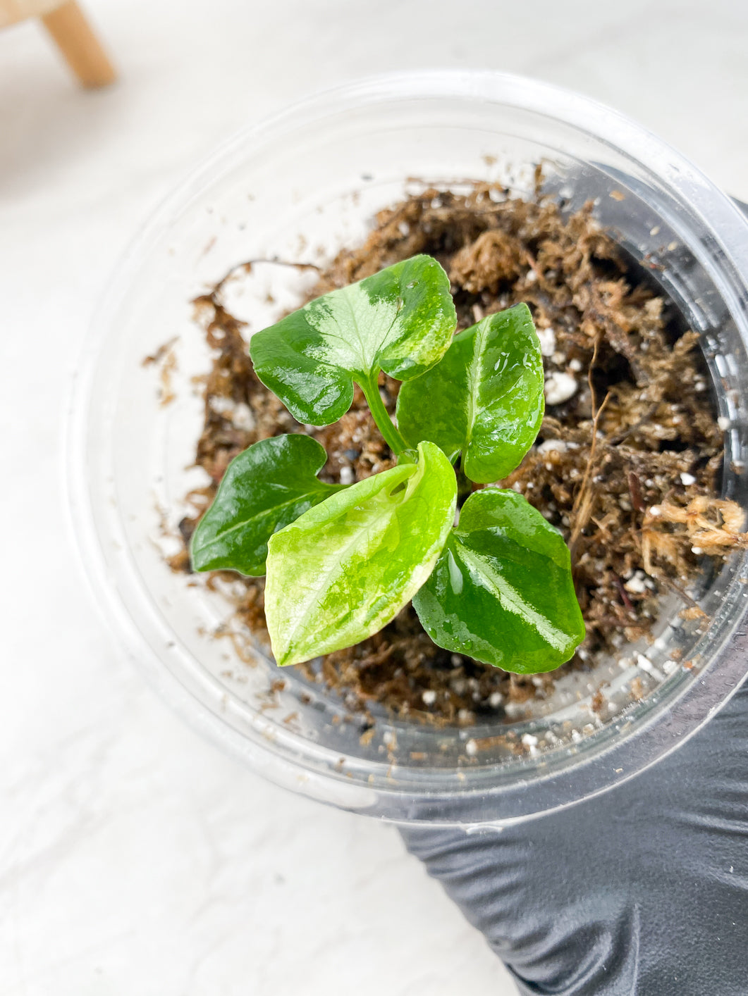 COMBO DEAL: Syngonium Scrambled Eggs and Syngonium Red Spot Tricolor