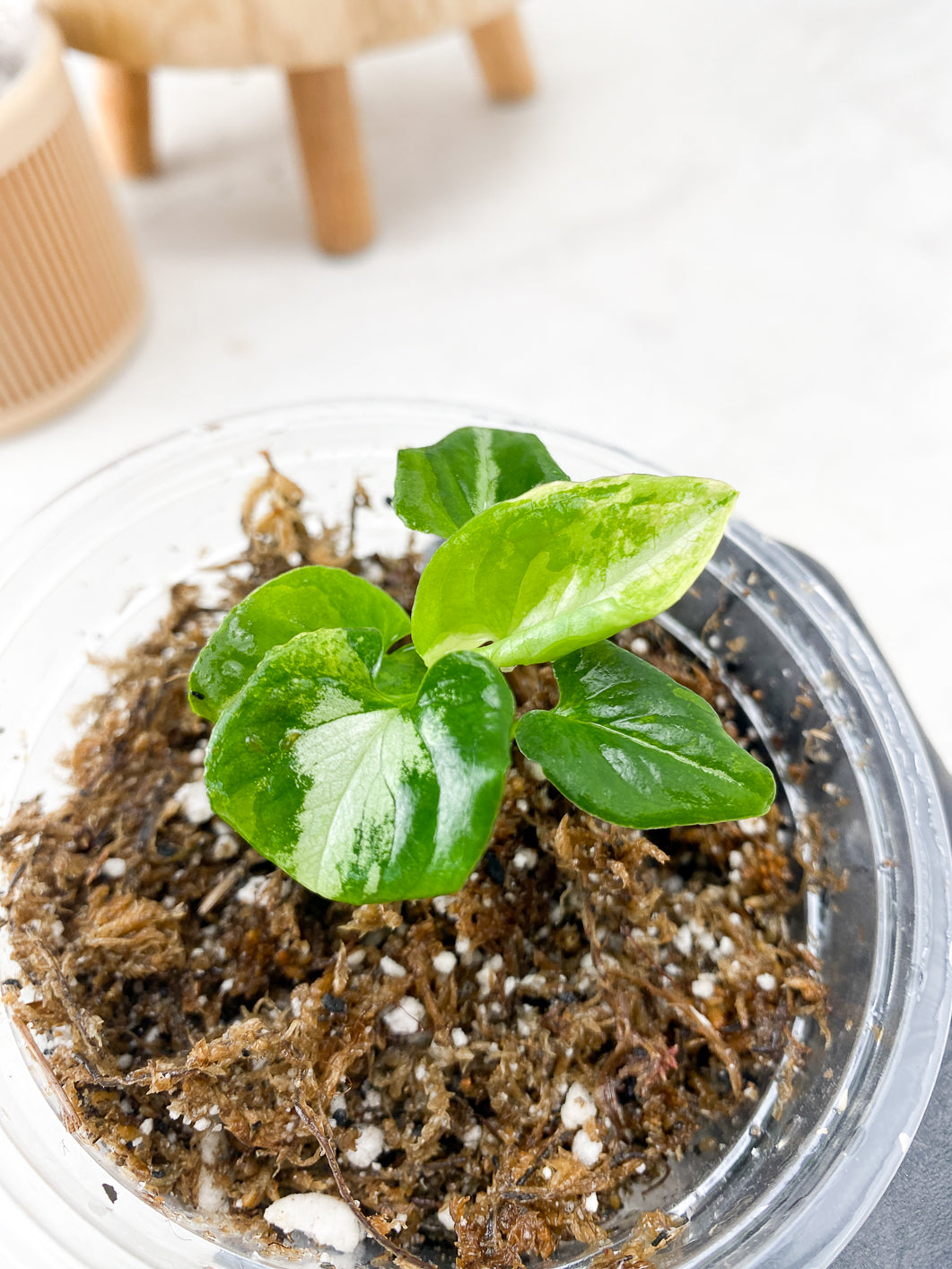 COMBO DEAL: Syngonium Scrambled Eggs and Syngonium Red Spot Tricolor