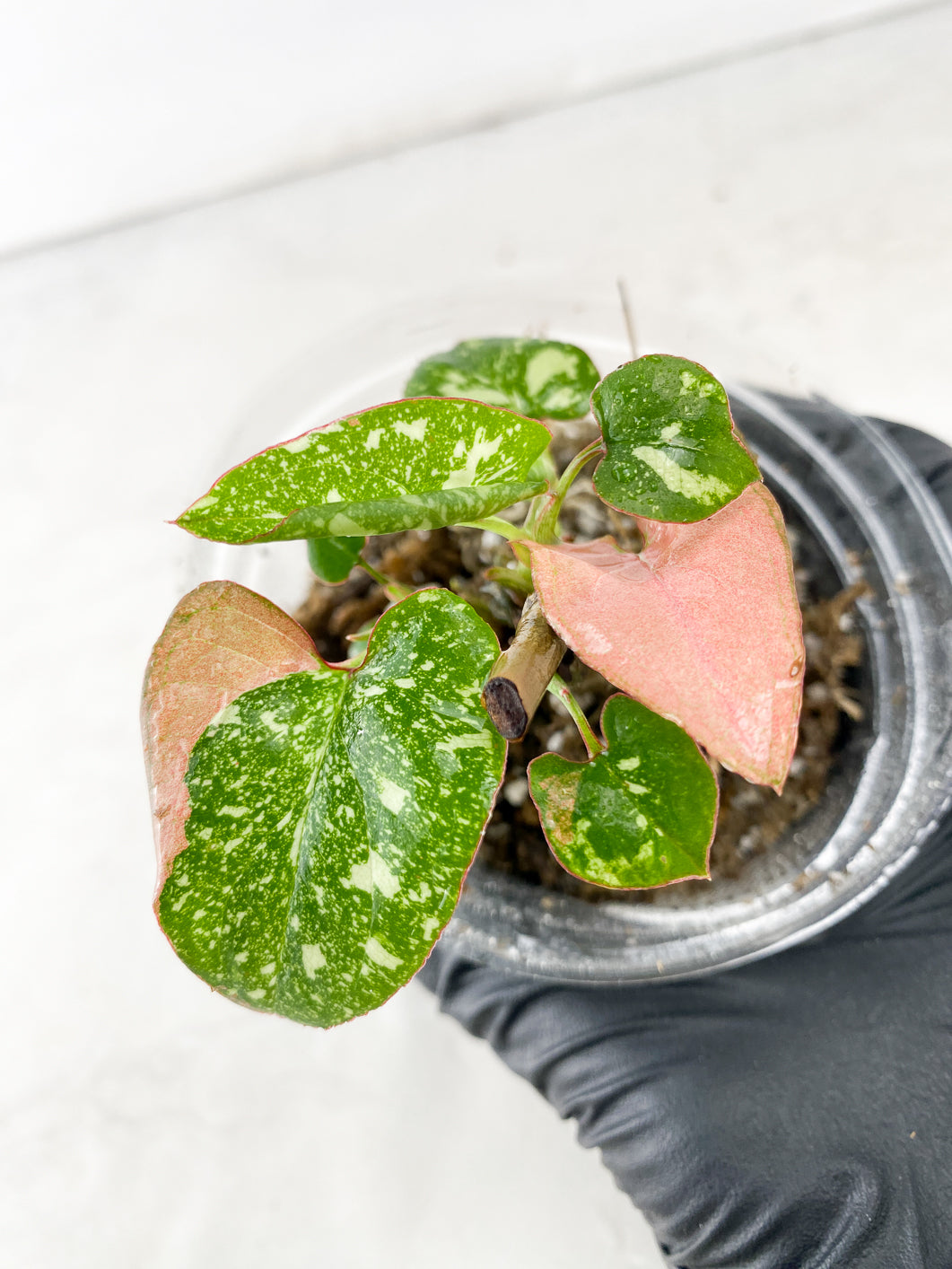 COMBO DEAL: Syngonium Scrambled Eggs and Syngonium Red Spot Tricolor
