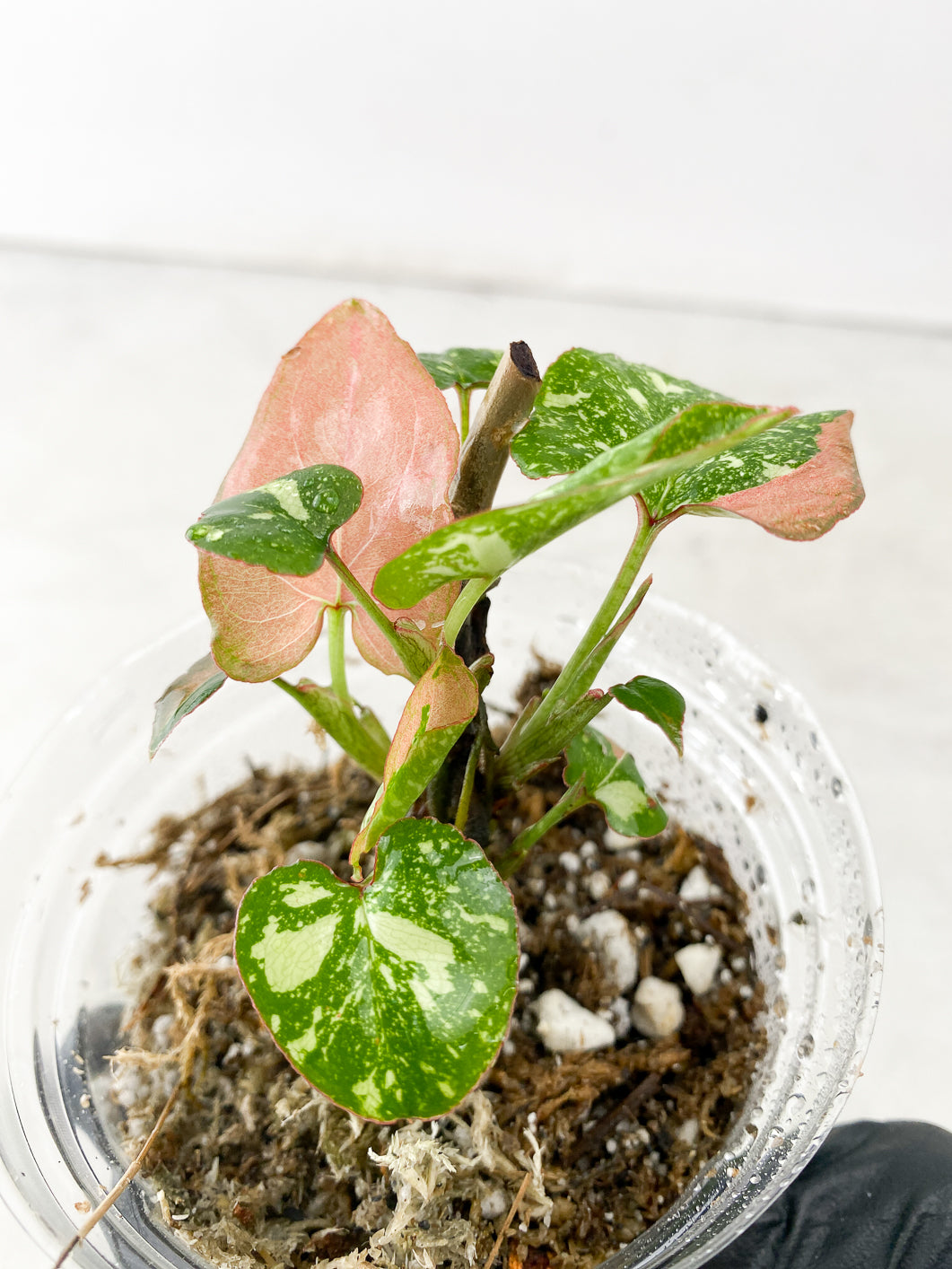 COMBO DEAL: Syngonium Scrambled Eggs and Syngonium Red Spot Tricolor