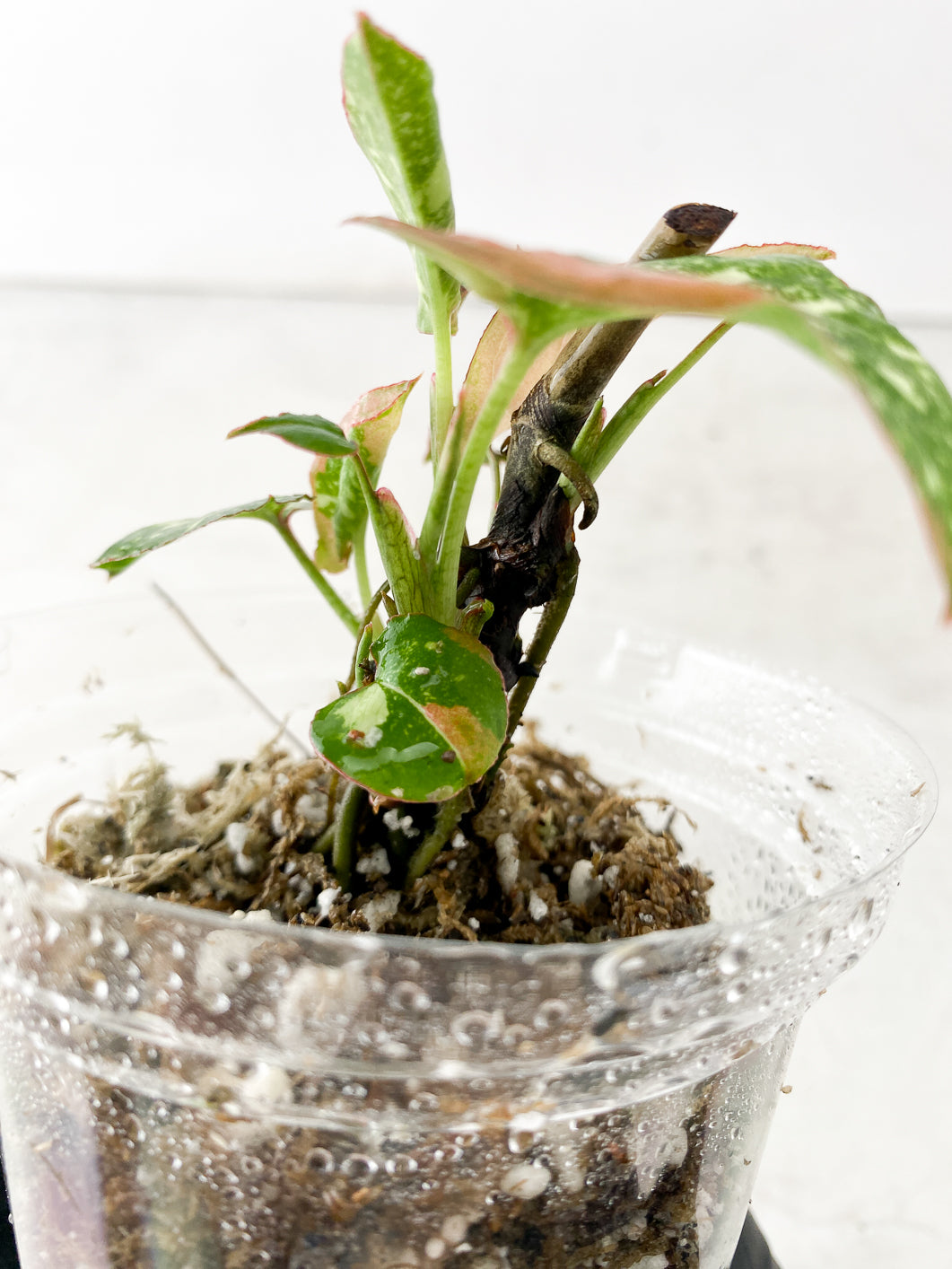 COMBO DEAL: Syngonium Scrambled Eggs and Syngonium Red Spot Tricolor