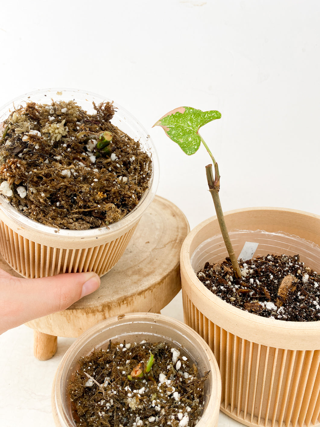COMBO DEAL: Syngonium Red Spot Tricolor, Syngonium Aurea and Syngonium Green Splash nodes