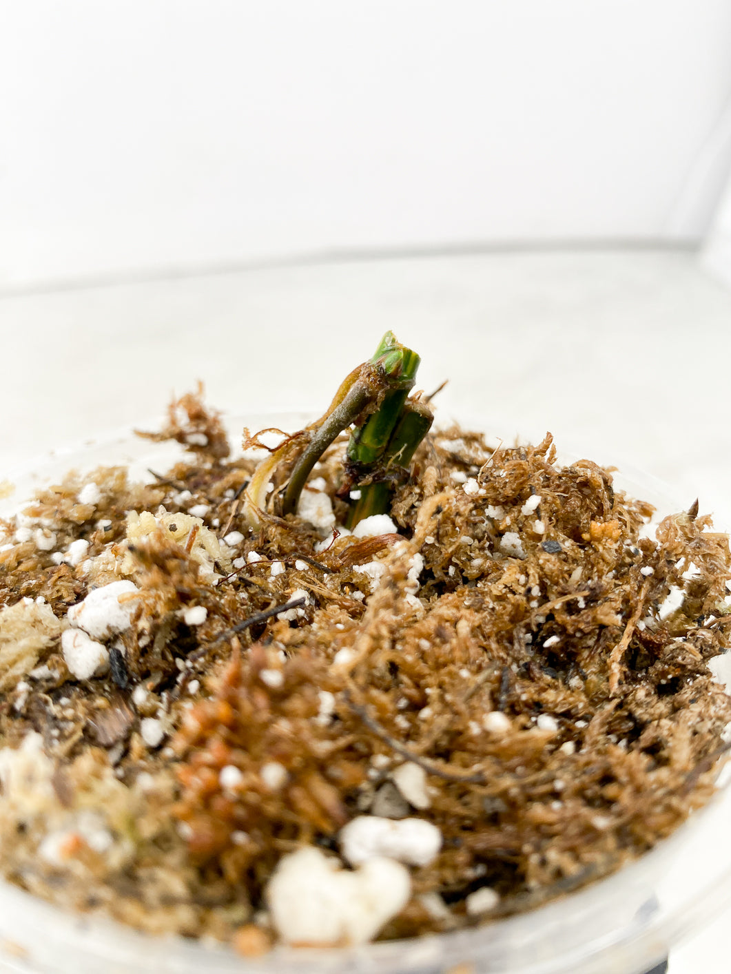 COMBO DEAL: Syngonium Red Spot Tricolor, Syngonium Aurea and Syngonium Green Splash nodes