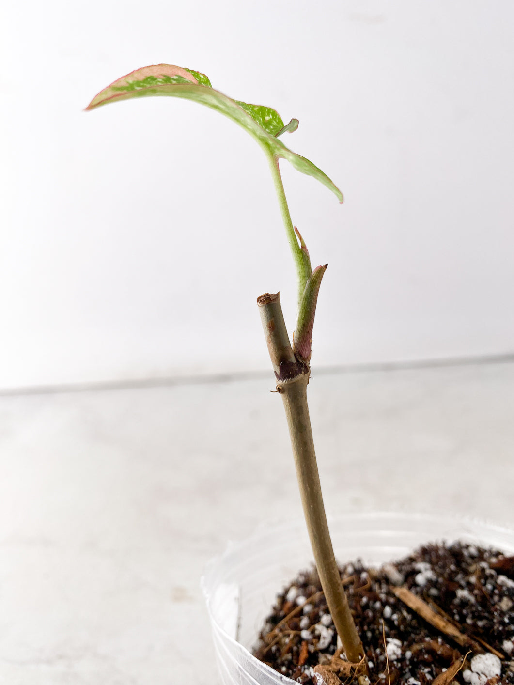 COMBO DEAL: Syngonium Red Spot Tricolor, Syngonium Aurea and Syngonium Green Splash nodes