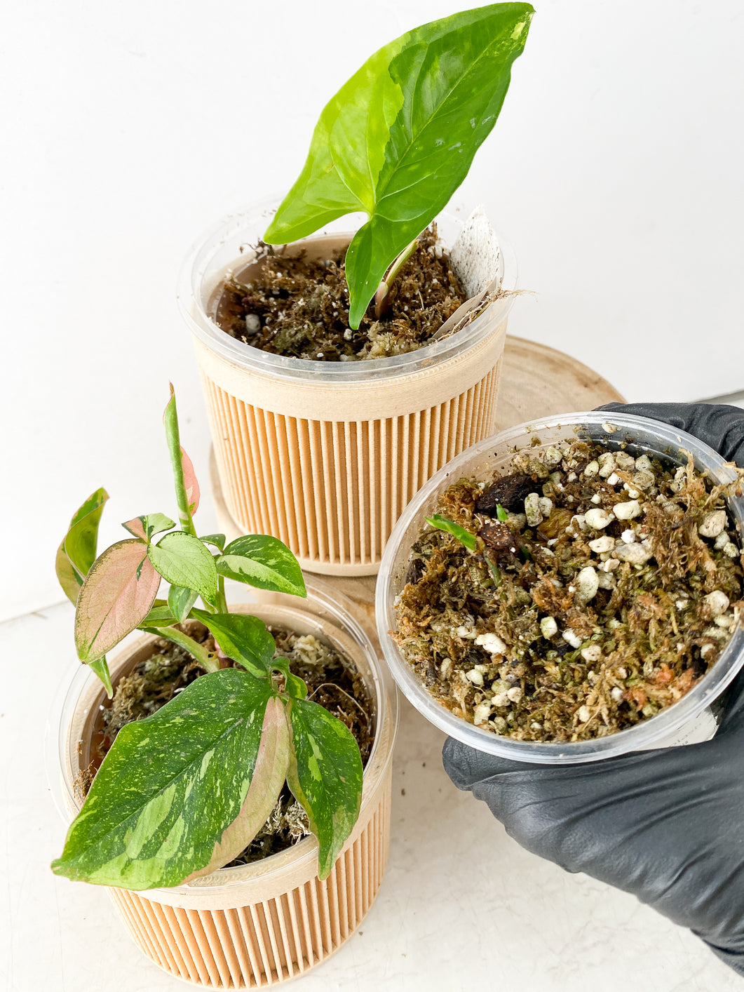 COMBO DEAL: Syngonium Red Spot Tricolor, Syngonium Aurea, and Syngonium Green Splash node with sprout