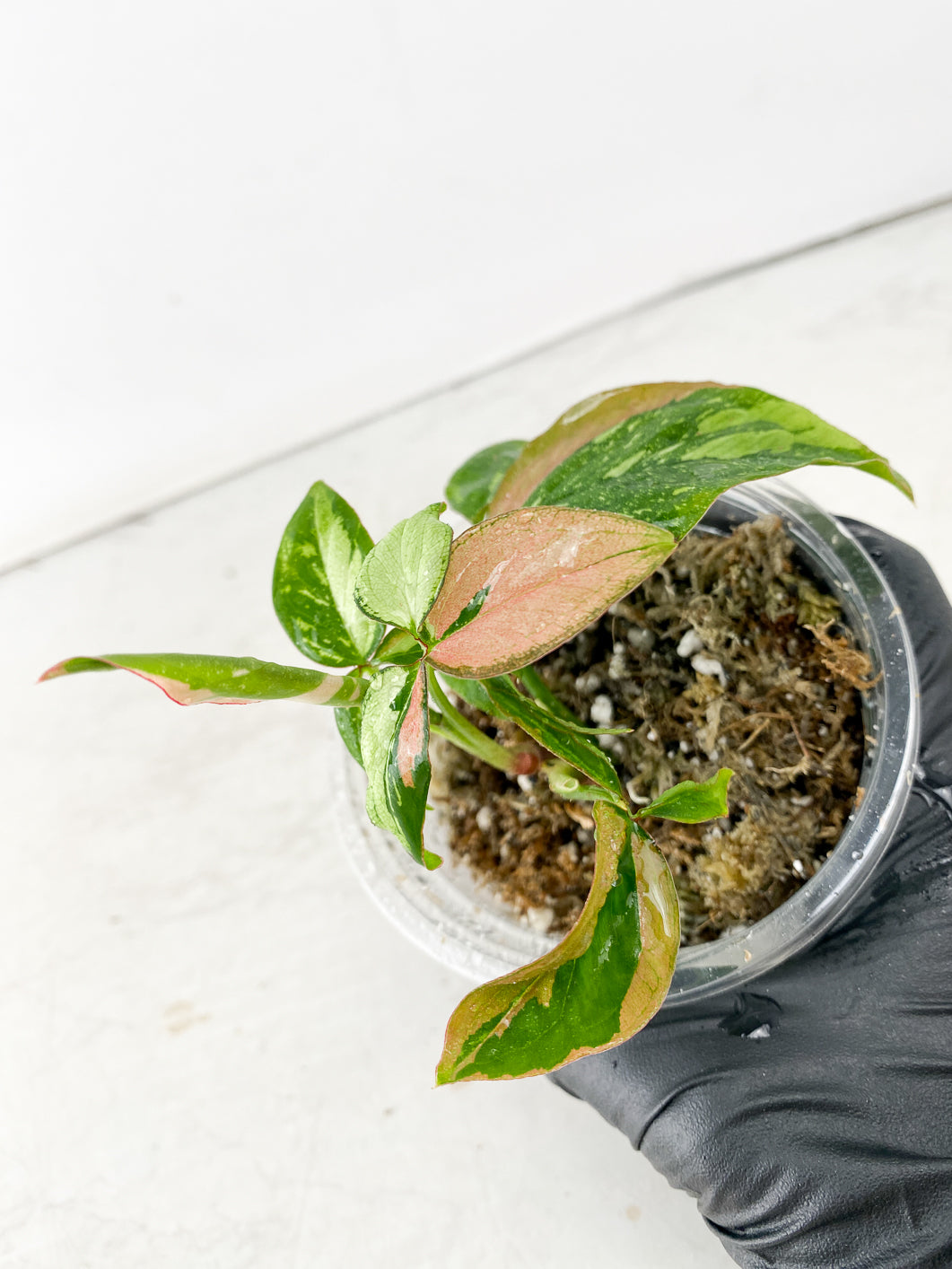 COMBO DEAL: Syngonium Red Spot Tricolor, Syngonium Aurea, and Syngonium Green Splash node with sprout