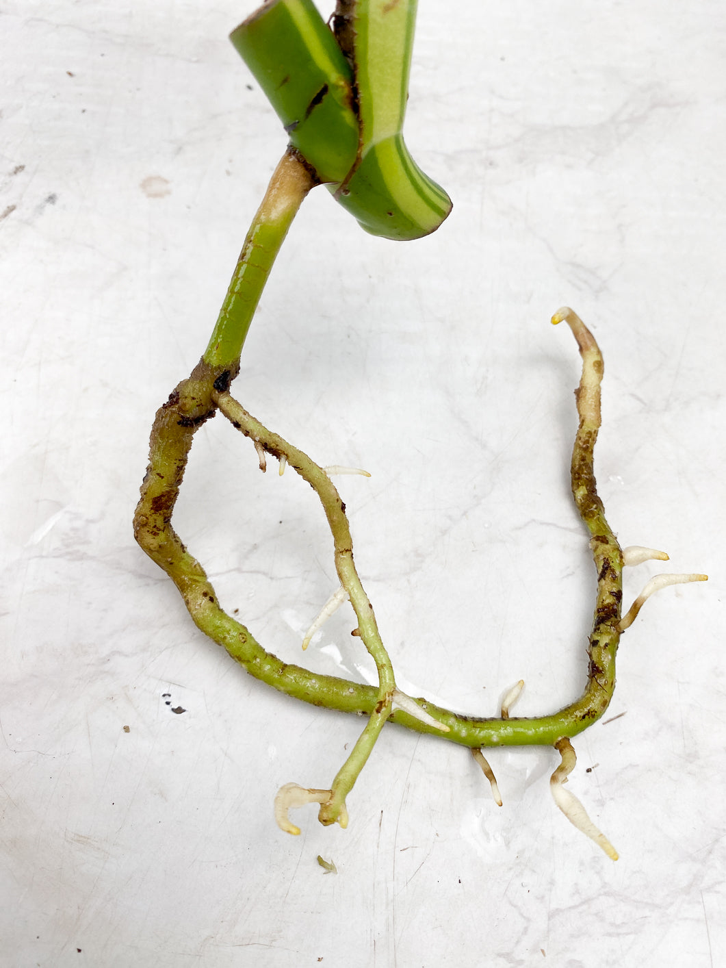 Monstera Aurea Tricolor node