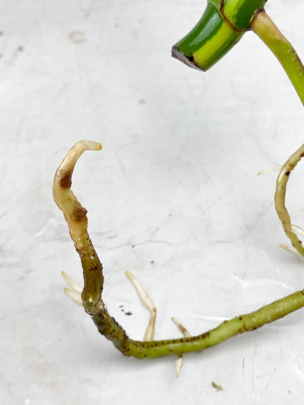Monstera Aurea Tricolor node
