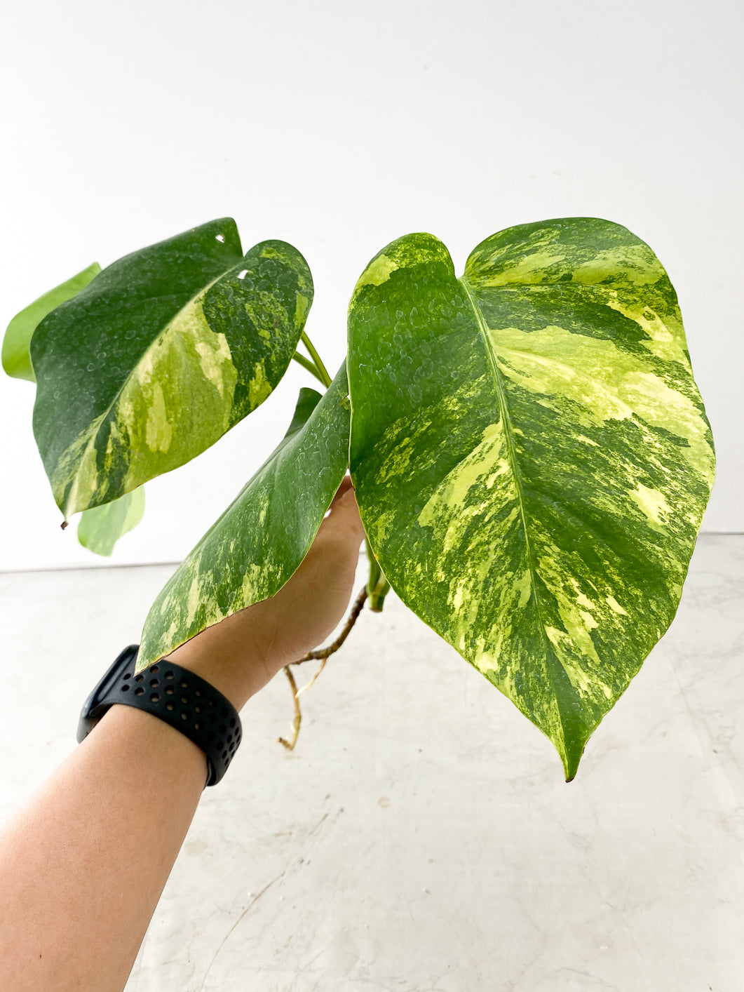 Monstera Aurea Tricolor large node