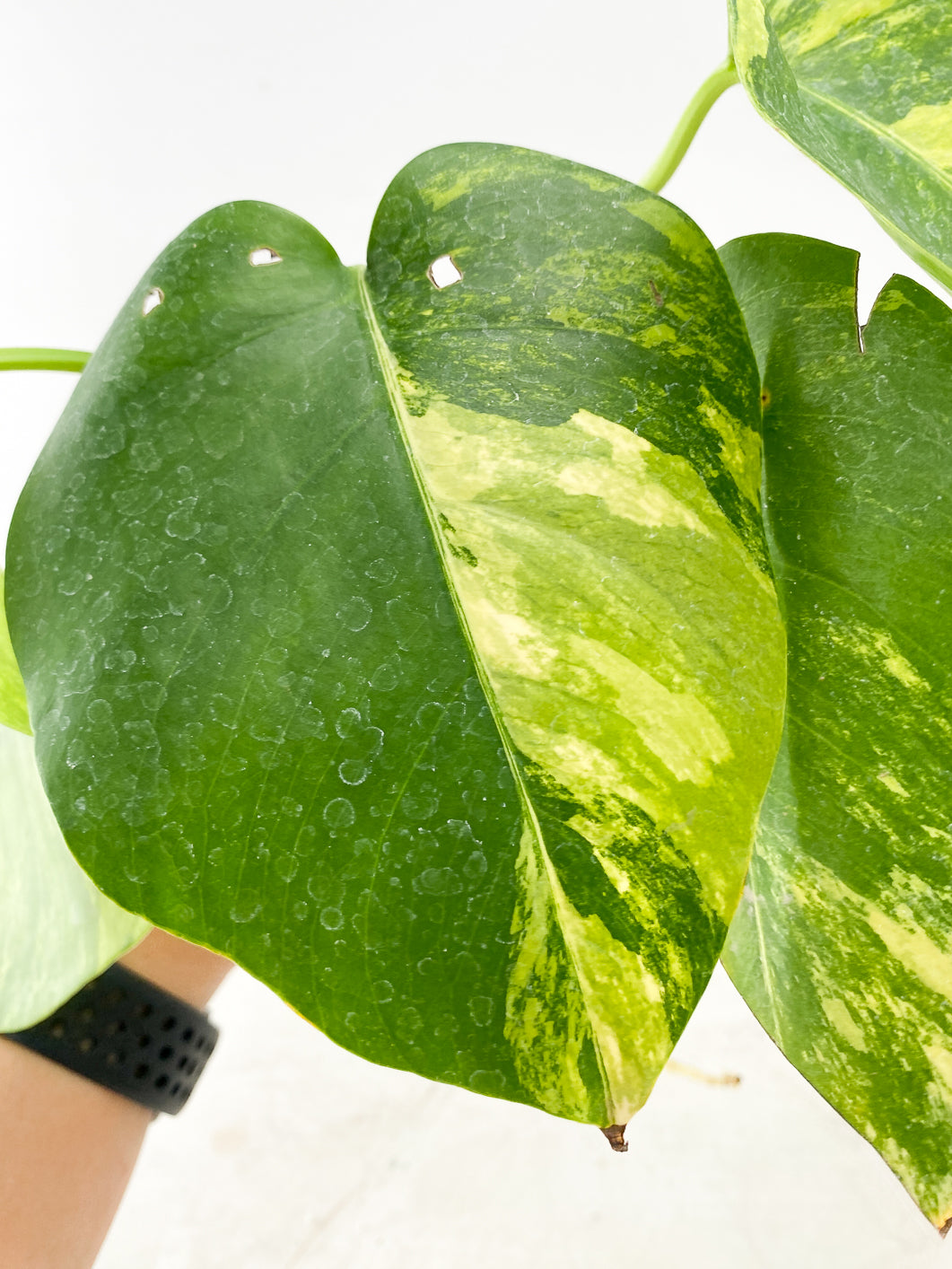 Monstera Aurea Tricolor node