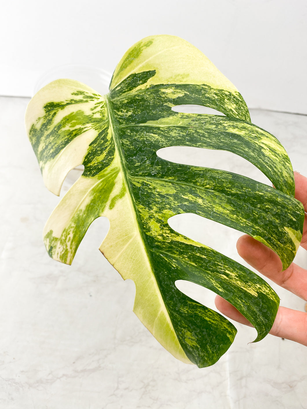 Monstera Aurea Tricolor 1 leaf